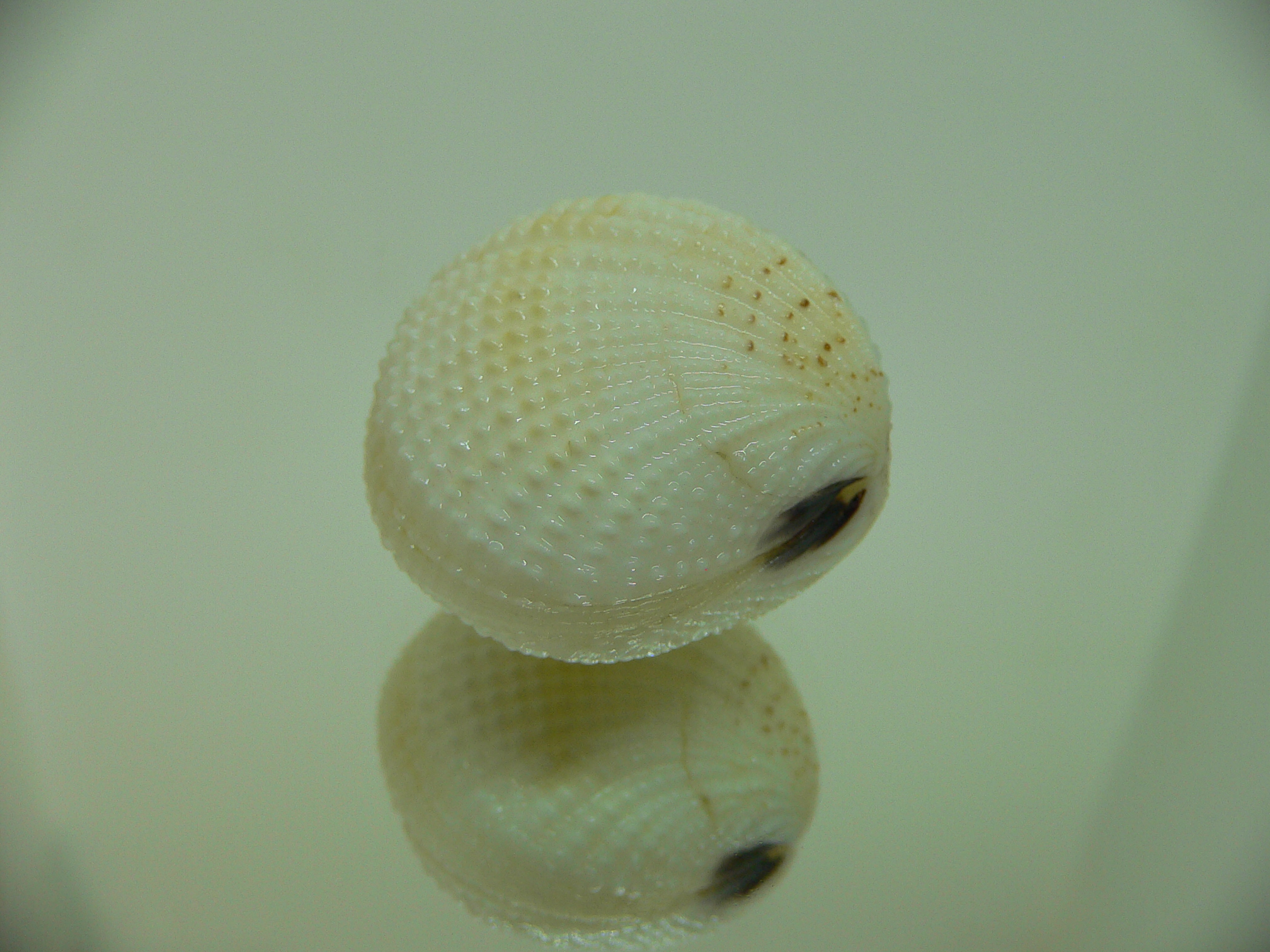 Gafrarium tumidum GLOBOSE