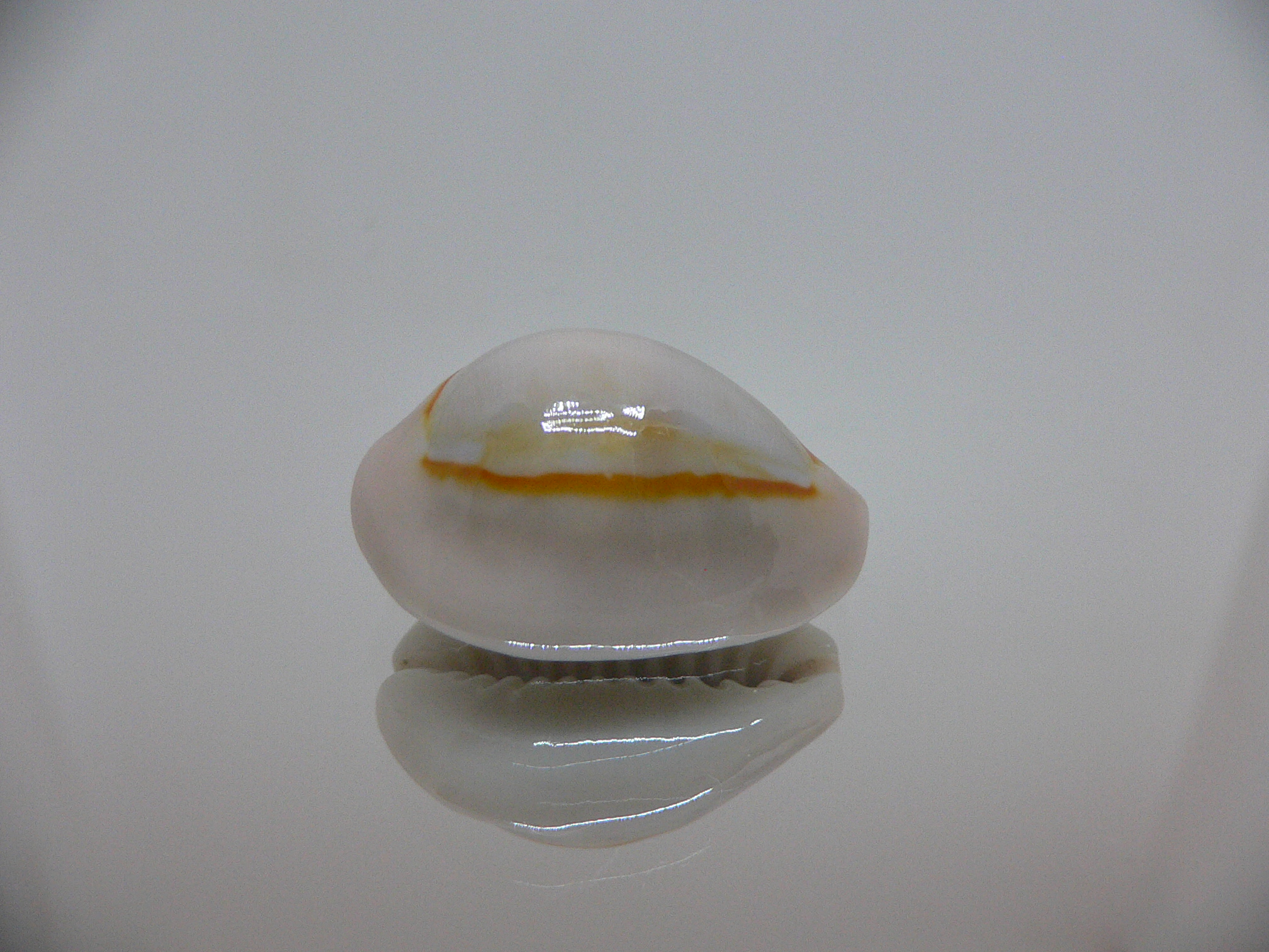 Cypraea annulus noumeensis (var.) ORANGE HALO & CALLOUSED