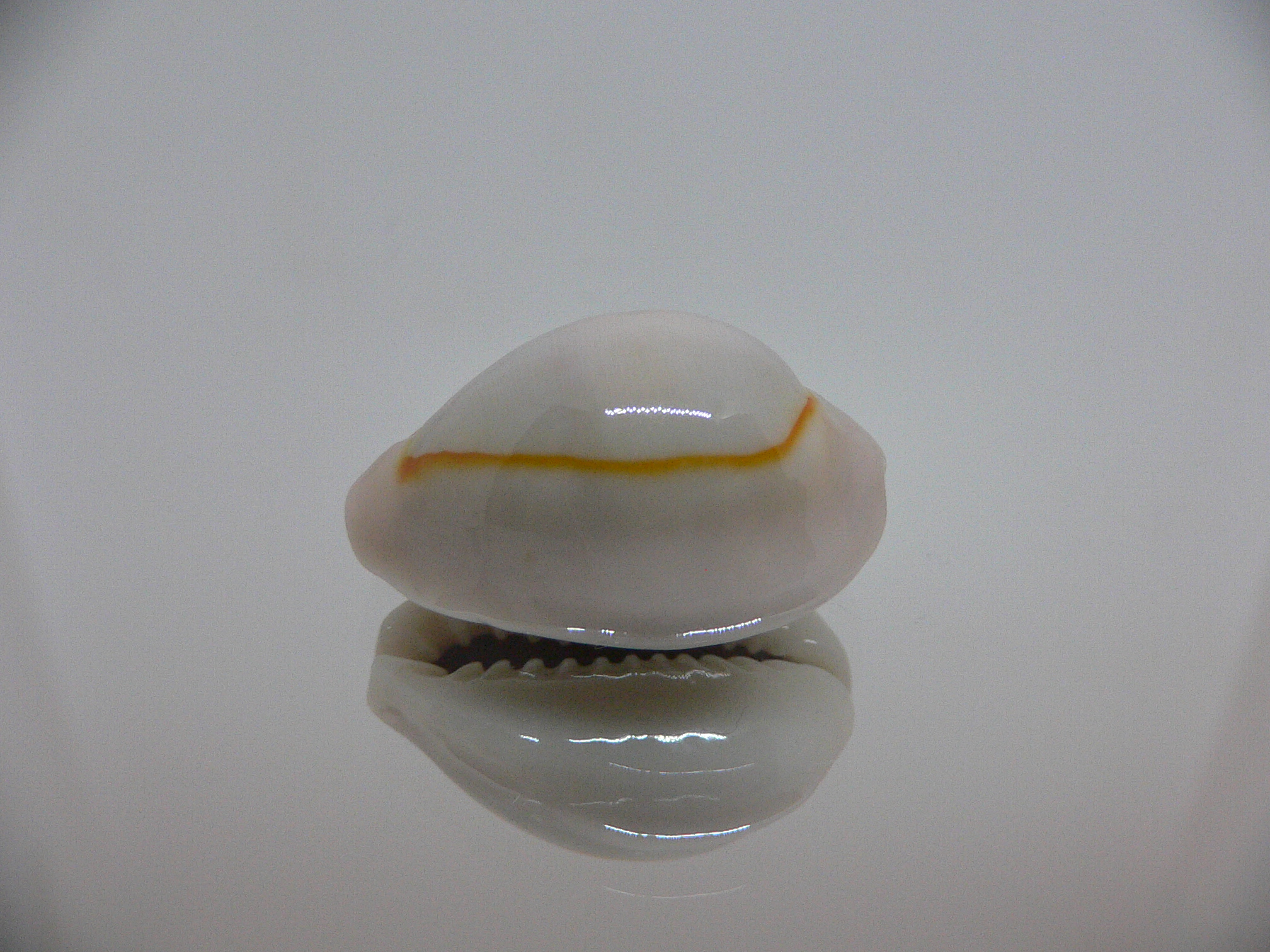 Cypraea annulus noumeensis (var.) ORANGE HALO & CALLOUSED