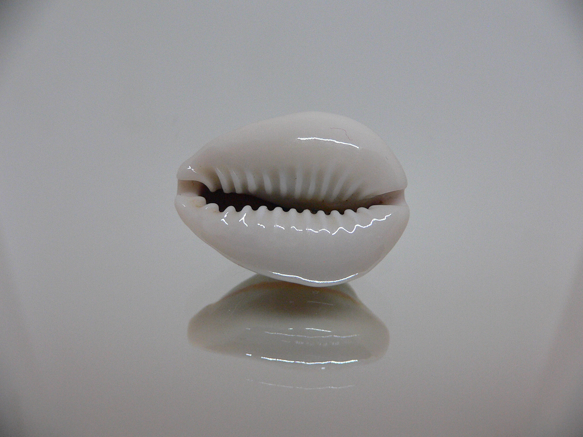 Cypraea annulus noumeensis (var.) ORANGE HALO & CALLOUSED