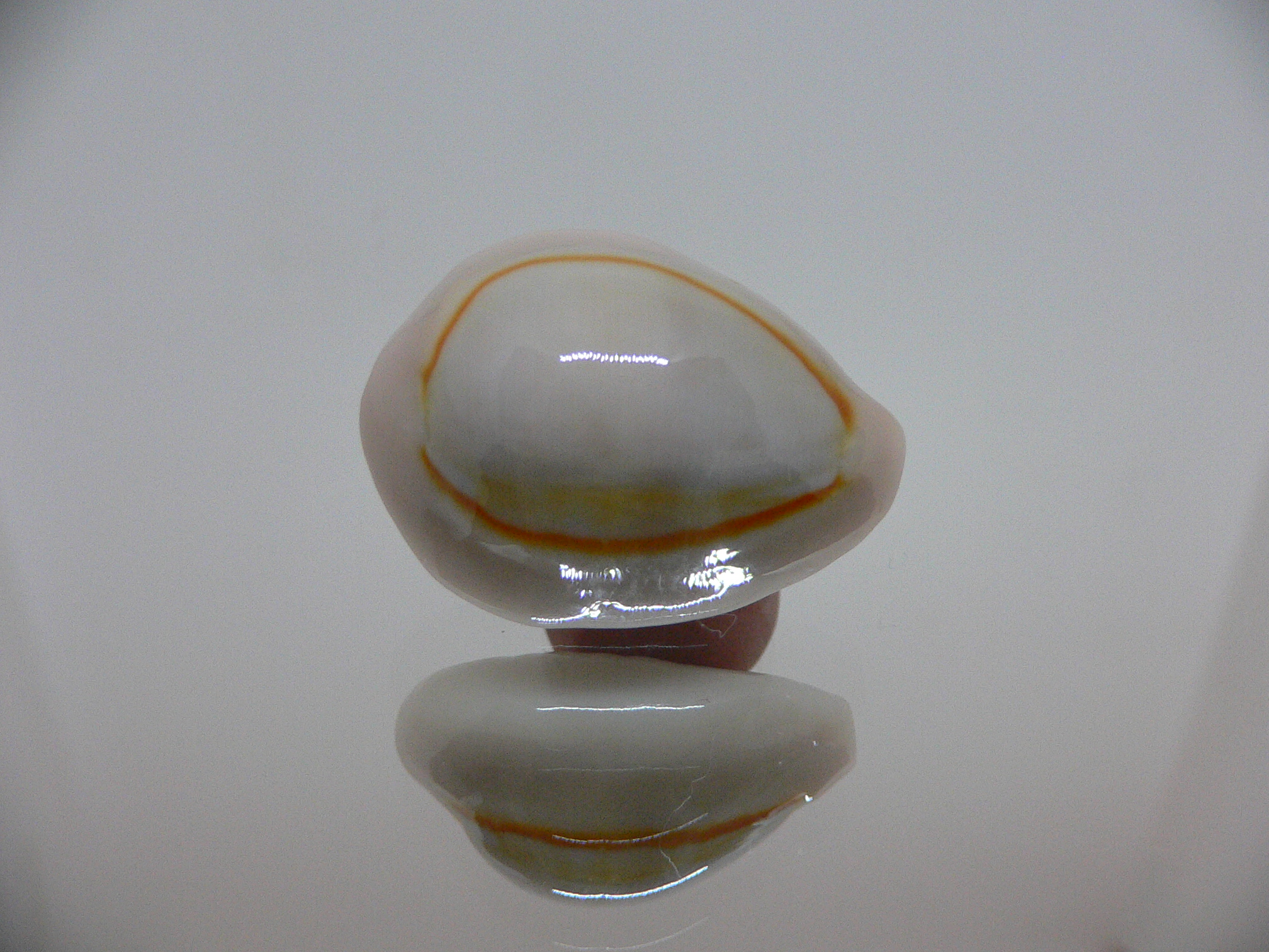 Cypraea annulus noumeensis (var.) ORANGE HALO & CALLOUSED