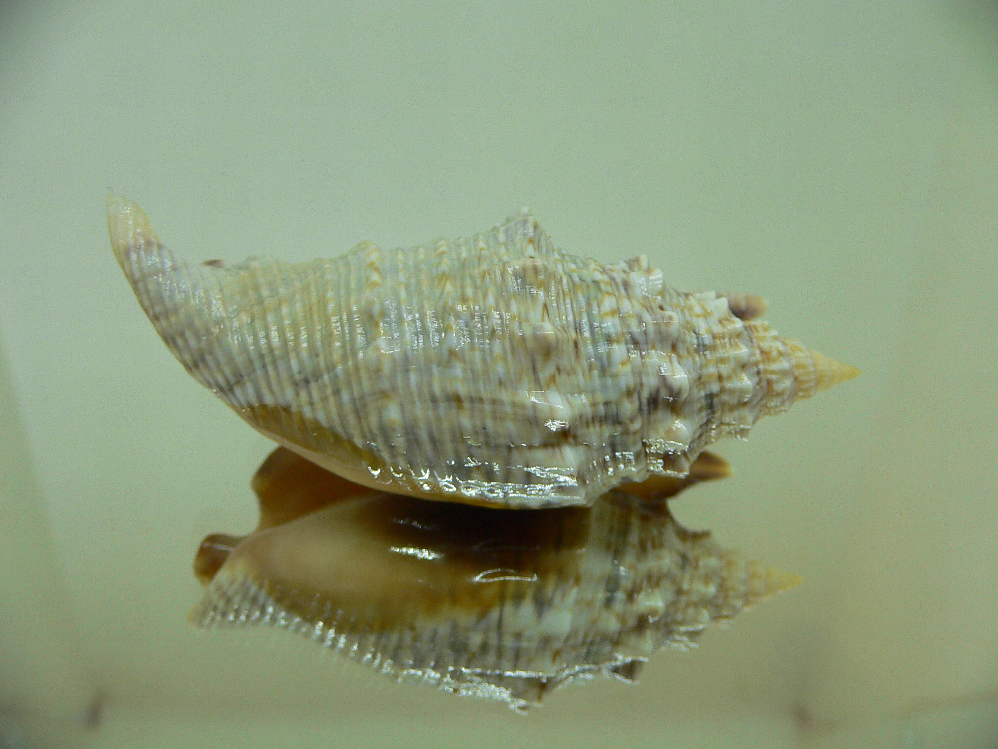 Euprotomus aratrum