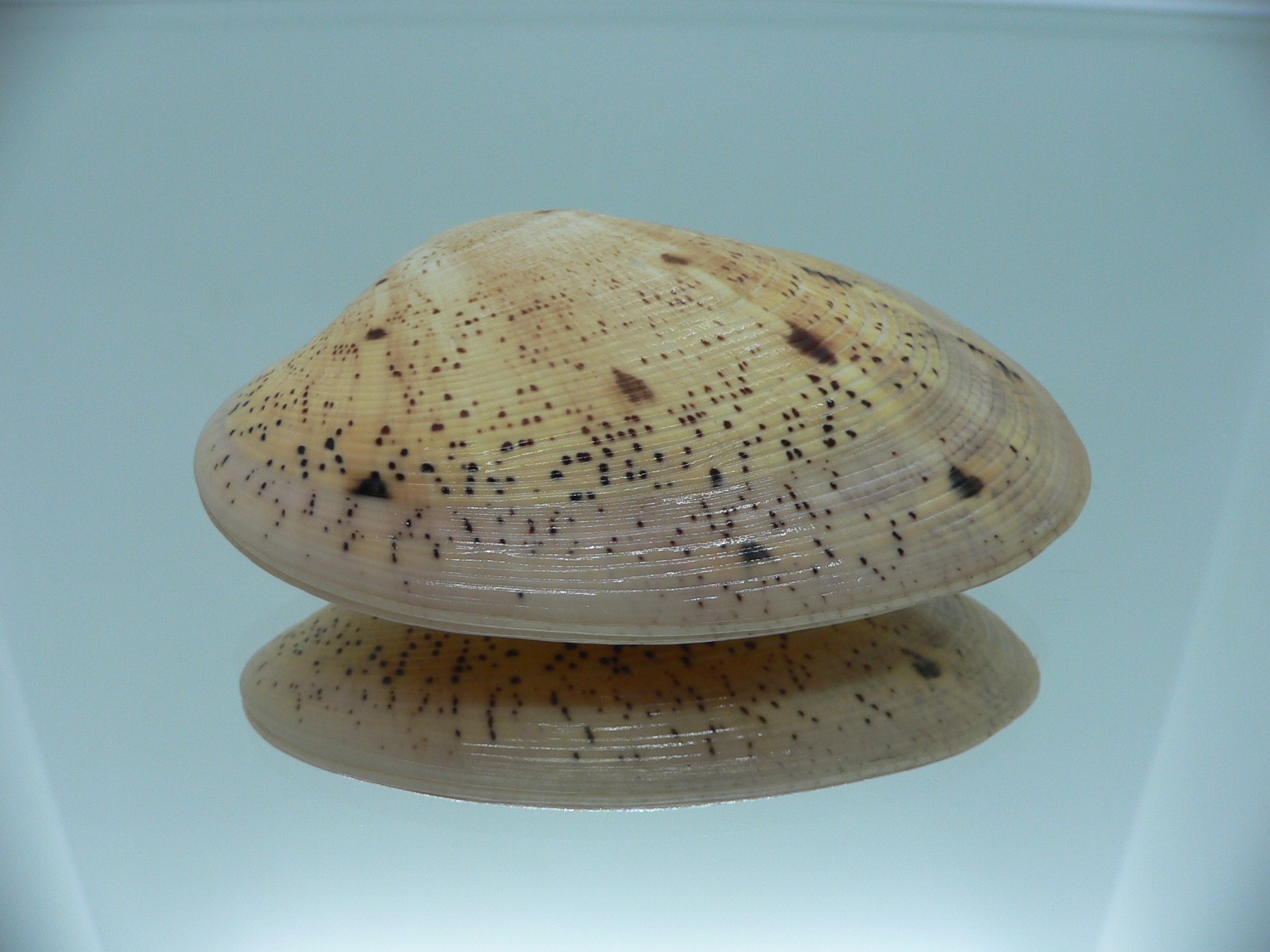 Tapes literatus BIG & COLOR