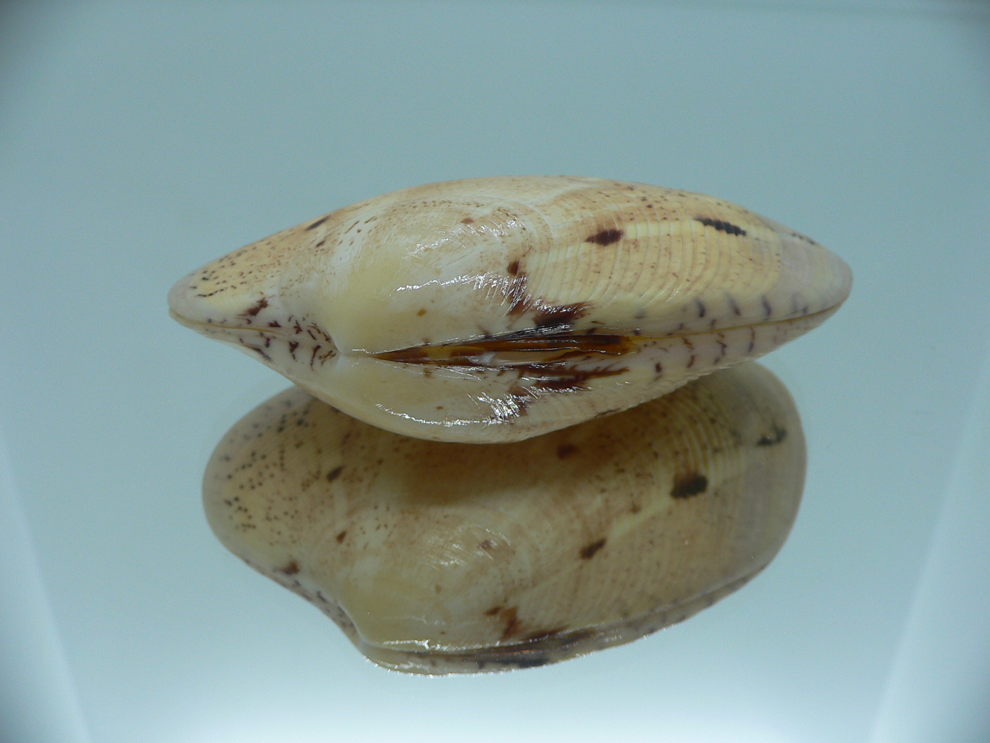 Tapes literatus BIG & COLOR