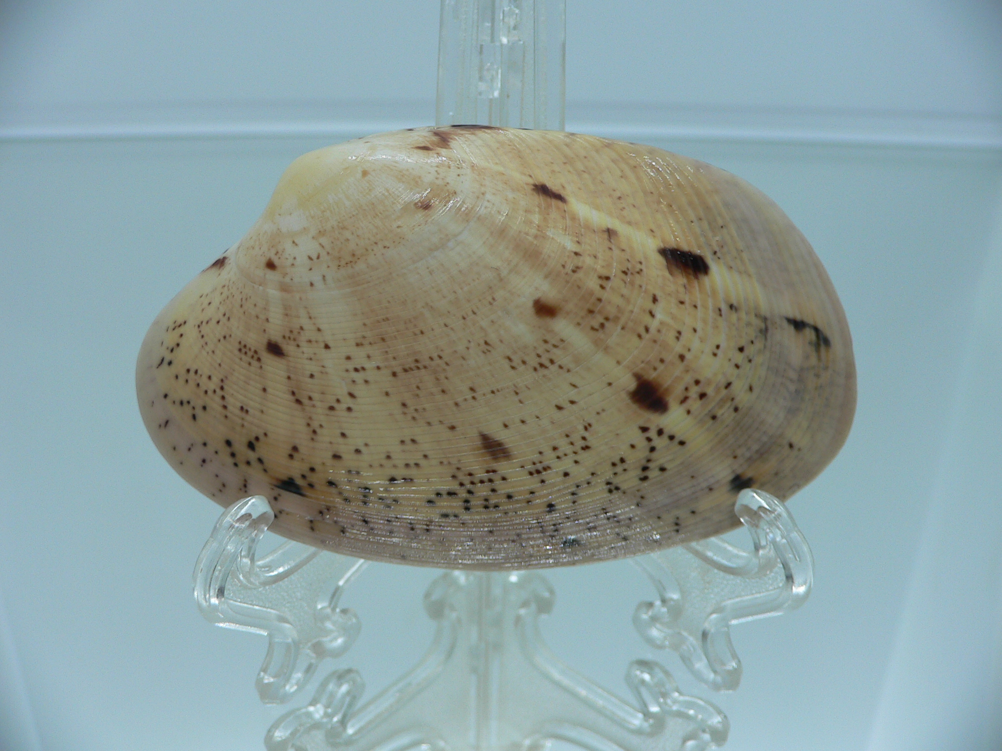 Tapes literatus BIG & COLOR