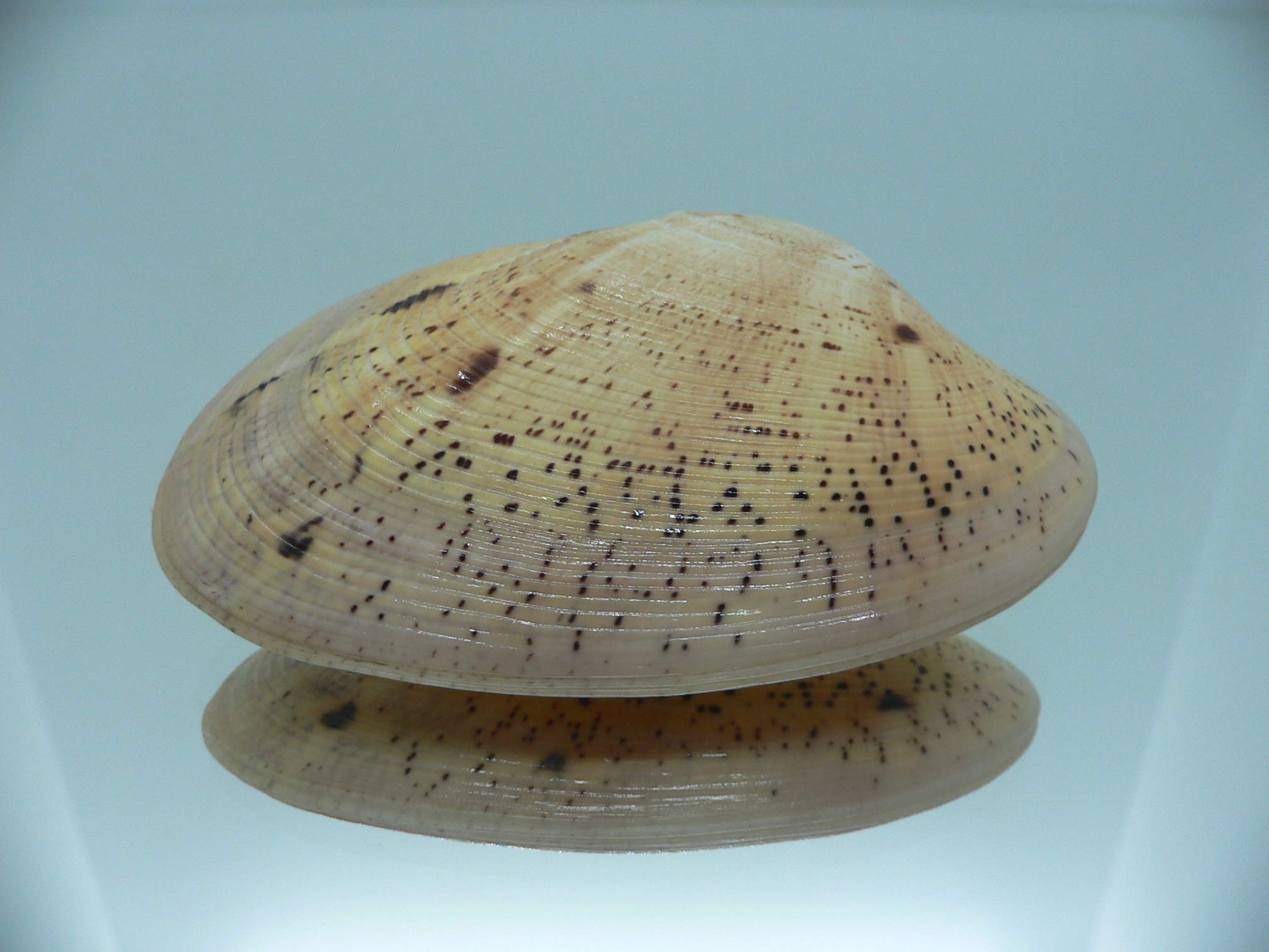 Tapes literatus BIG & COLOR