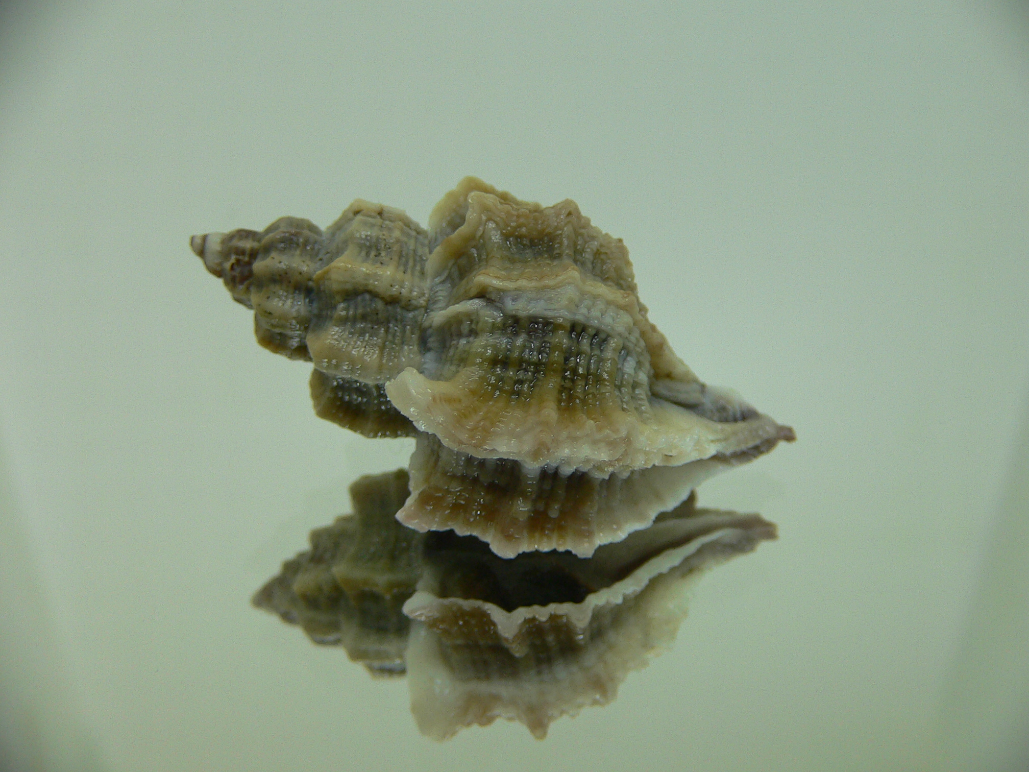 Ocenebra inornata LOTS RIBS