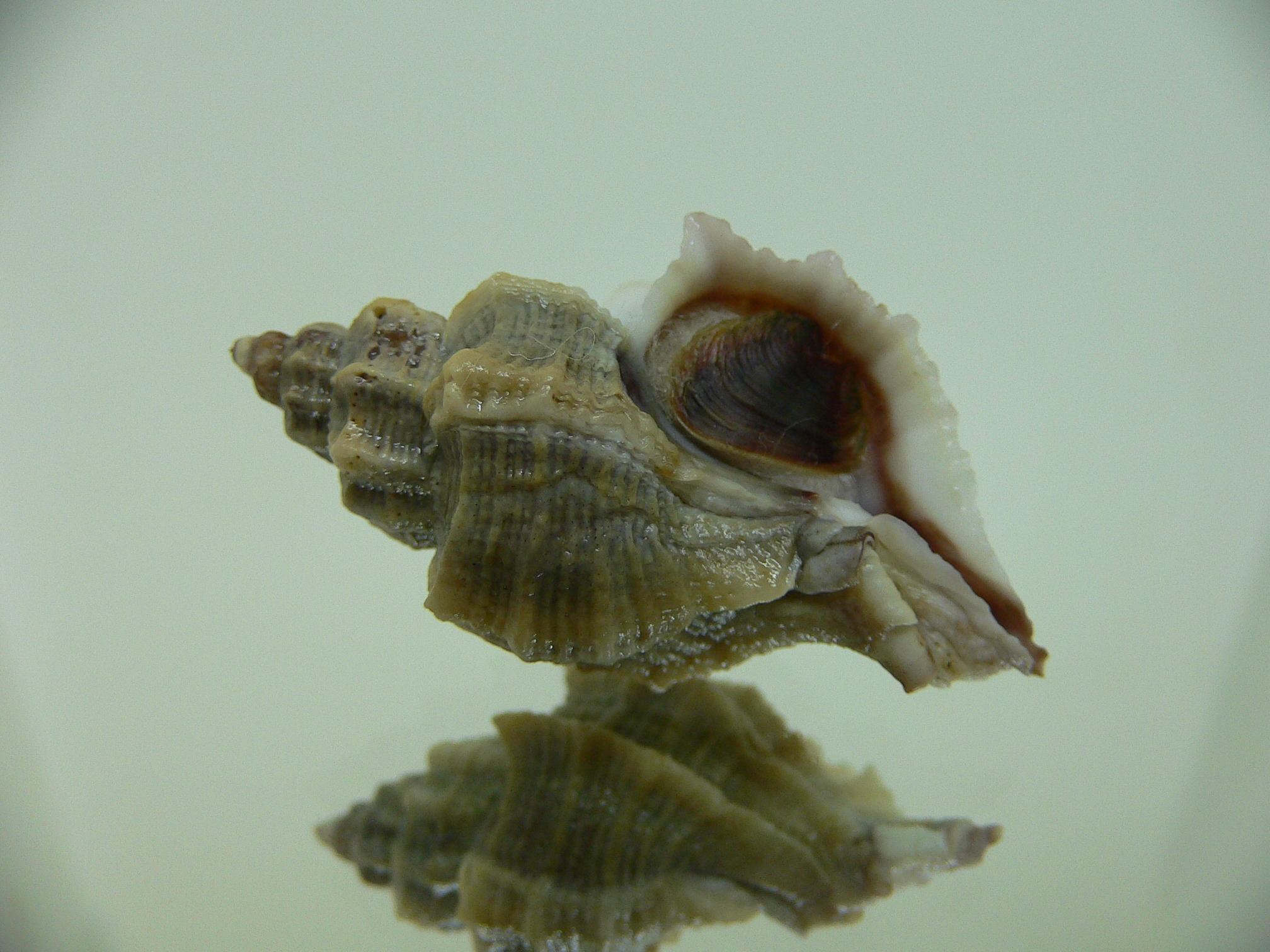 Ocenebra inornata LOTS RIBS