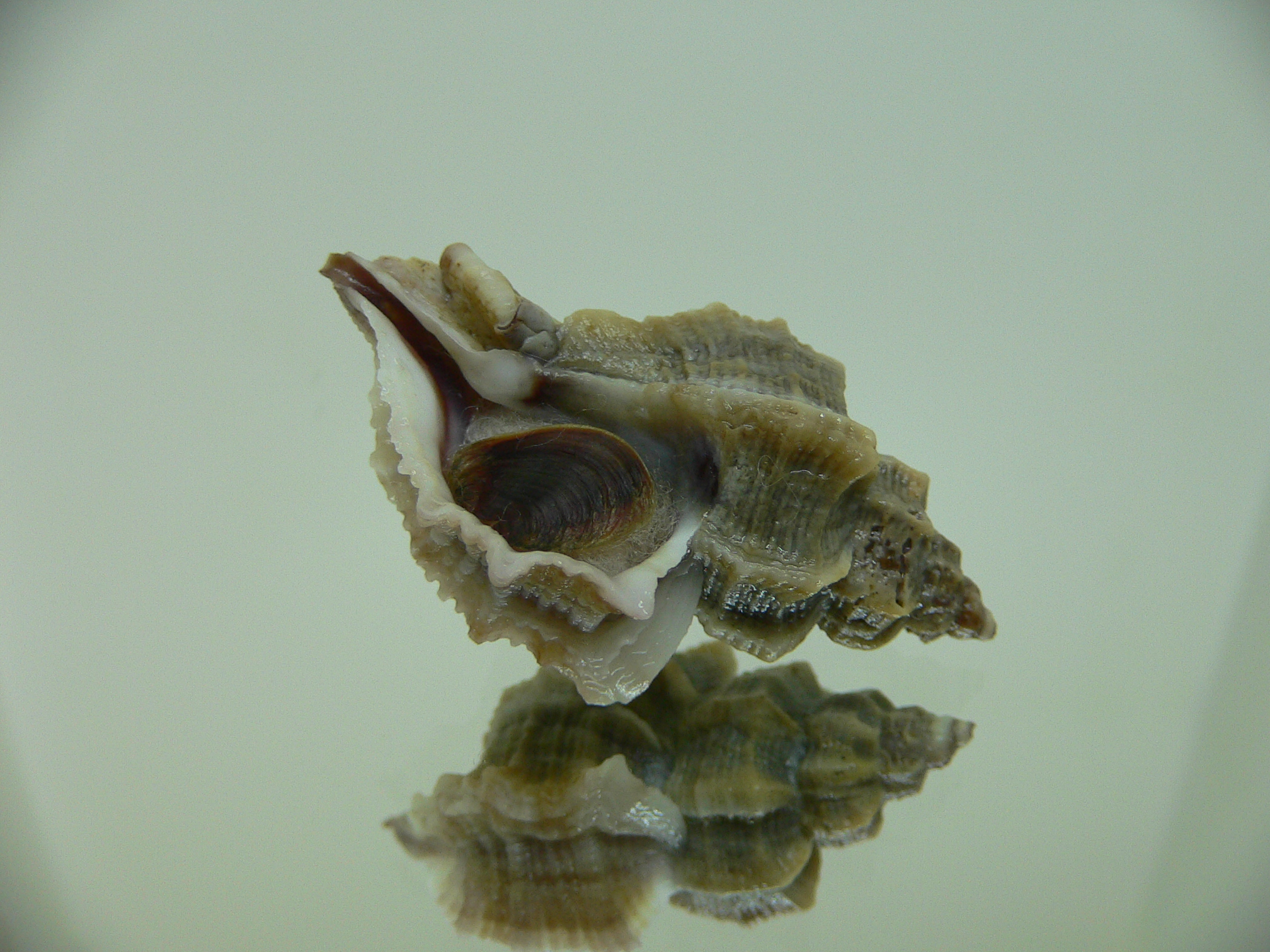 Ocenebra inornata LOTS RIBS