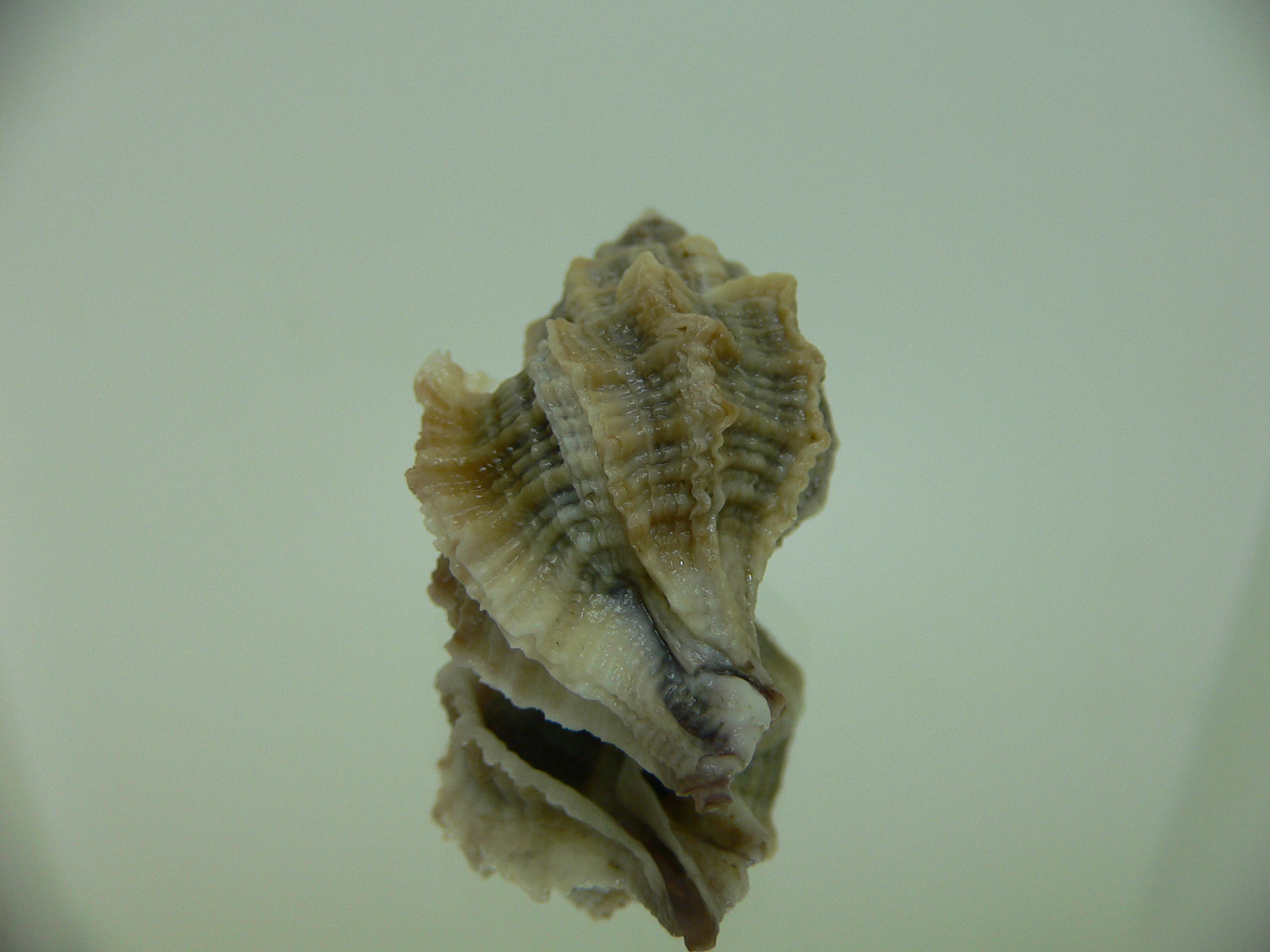 Ocenebra inornata LOTS RIBS