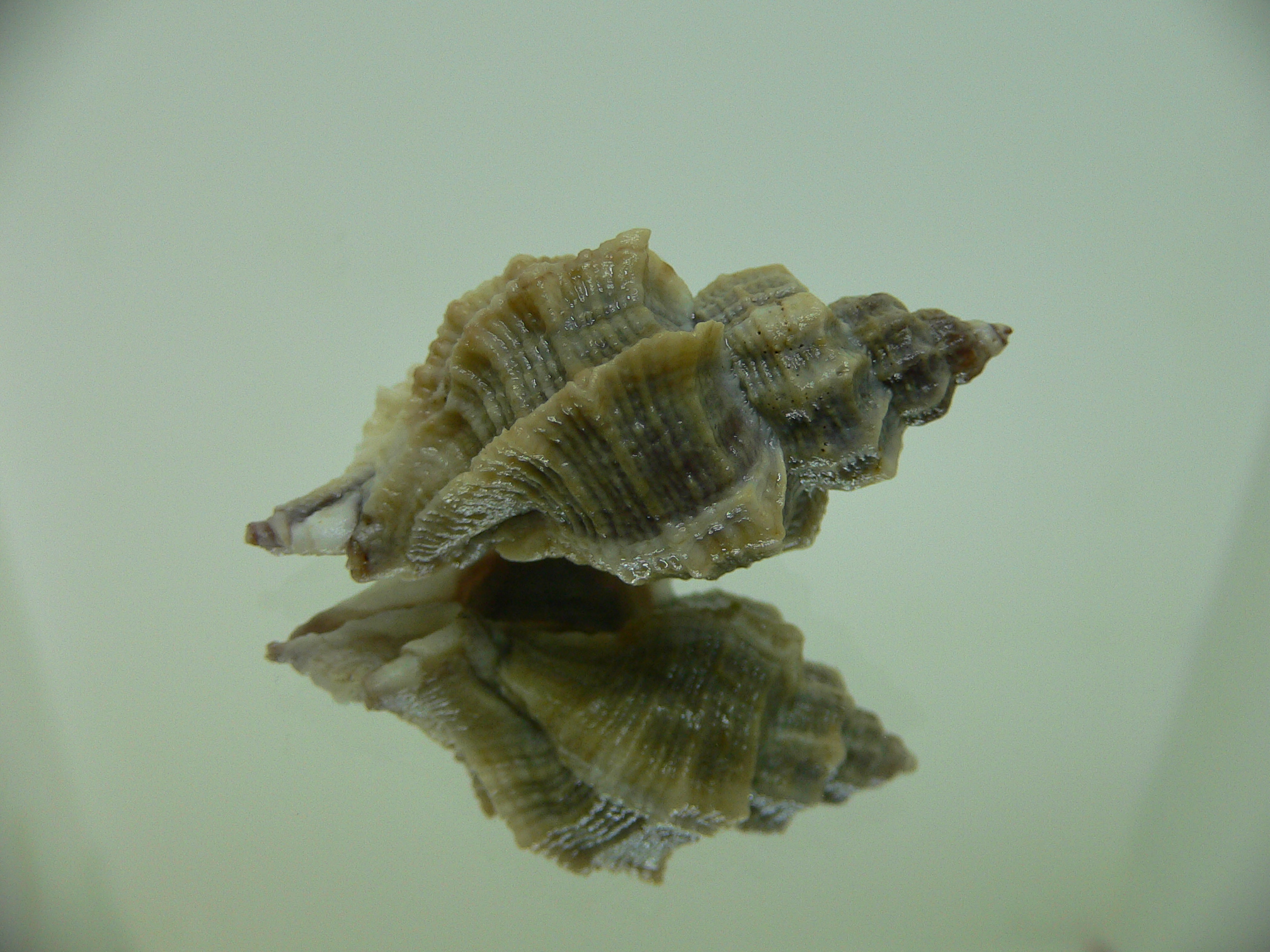 Ocenebra inornata LOTS RIBS