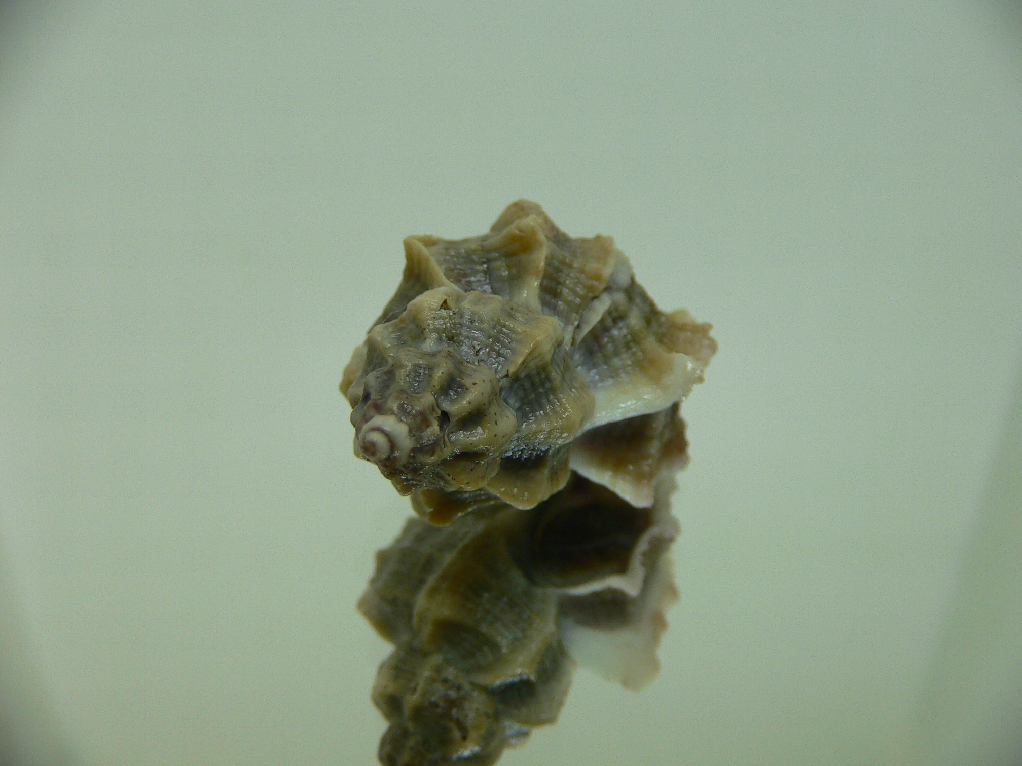 Ocenebra inornata LOTS RIBS