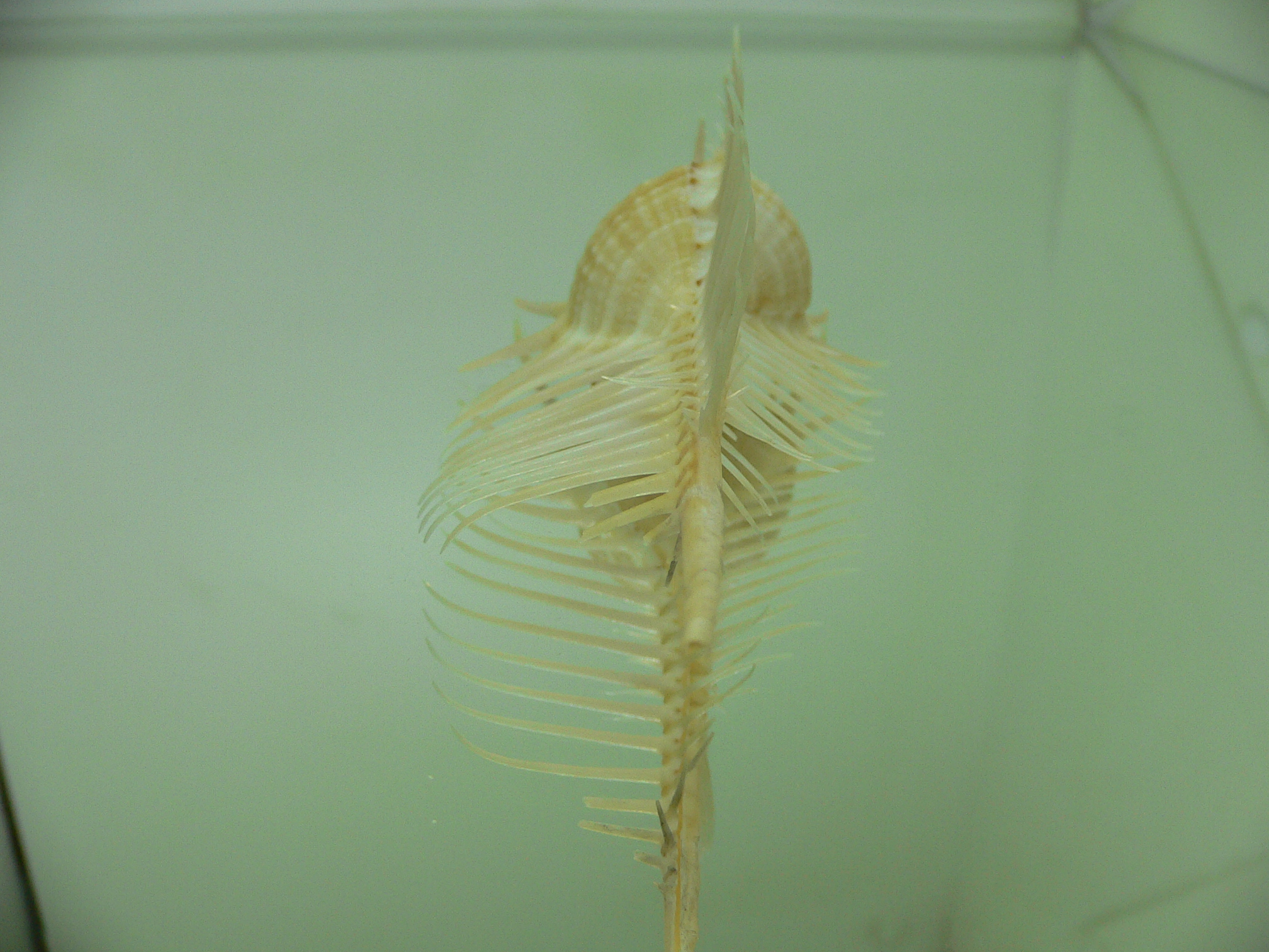 Murex pecten pecten