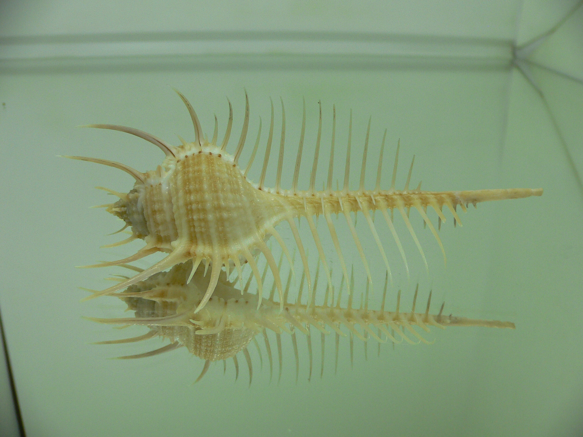 Murex pecten pecten