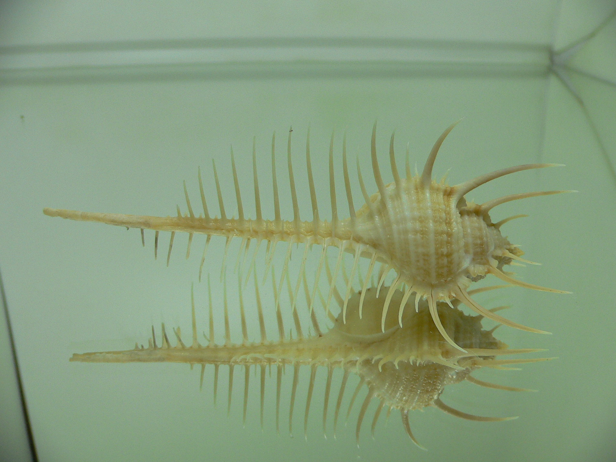 Murex pecten pecten