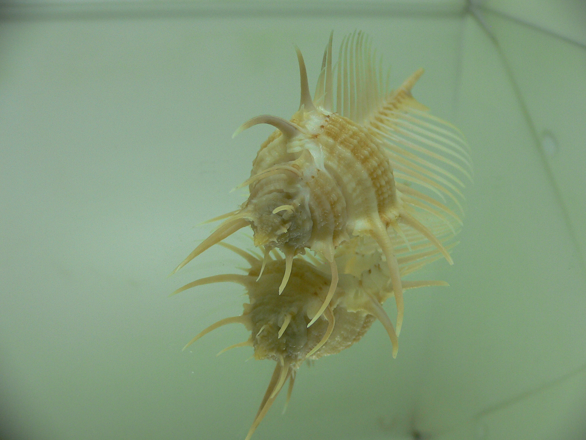 Murex pecten pecten