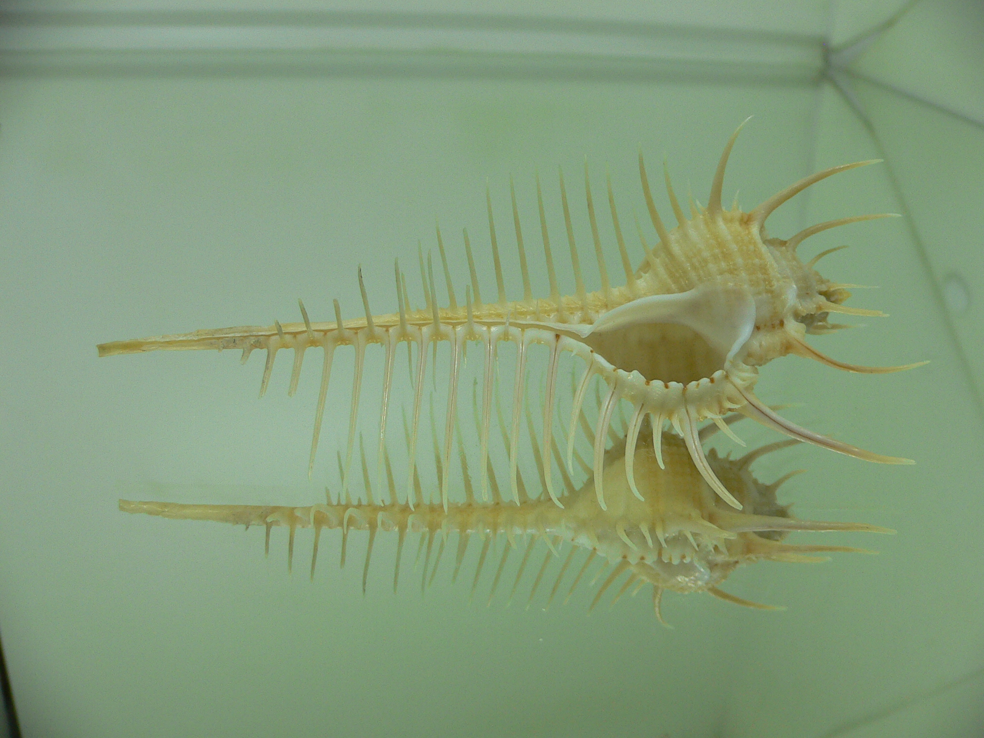 Murex pecten pecten