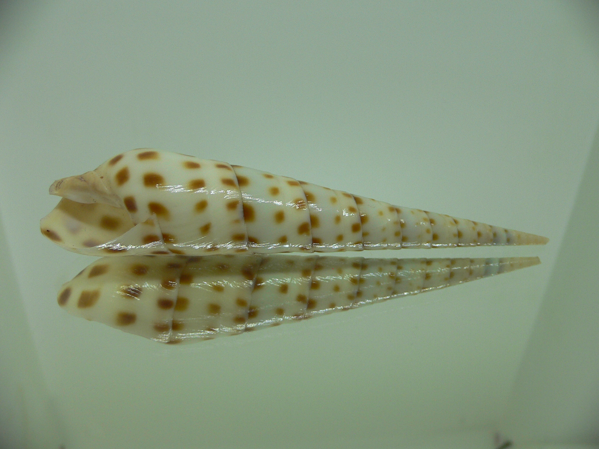 Oxymeris areolata