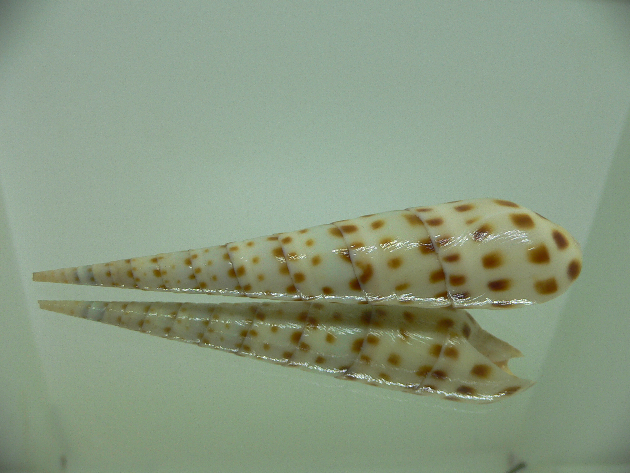 Oxymeris areolata