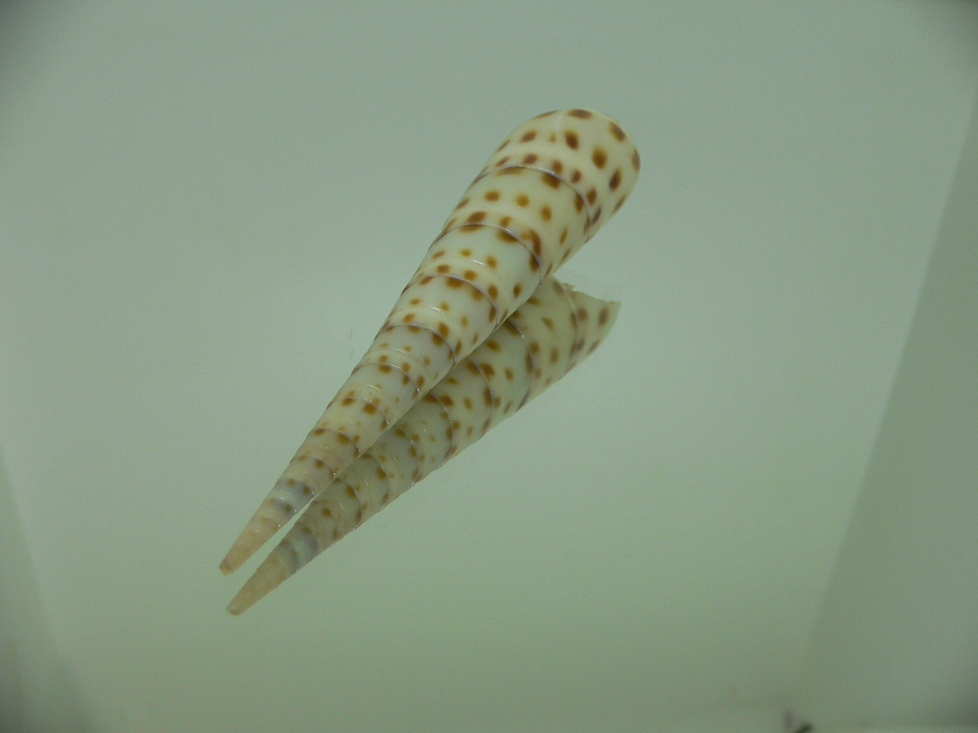 Oxymeris areolata