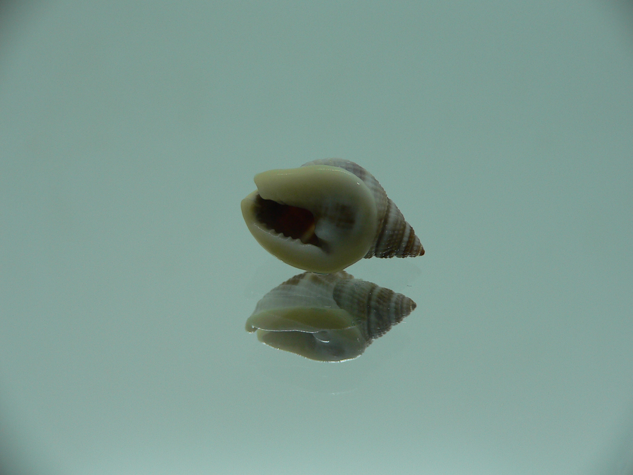 Nassarius elegantissimus  IDEAL