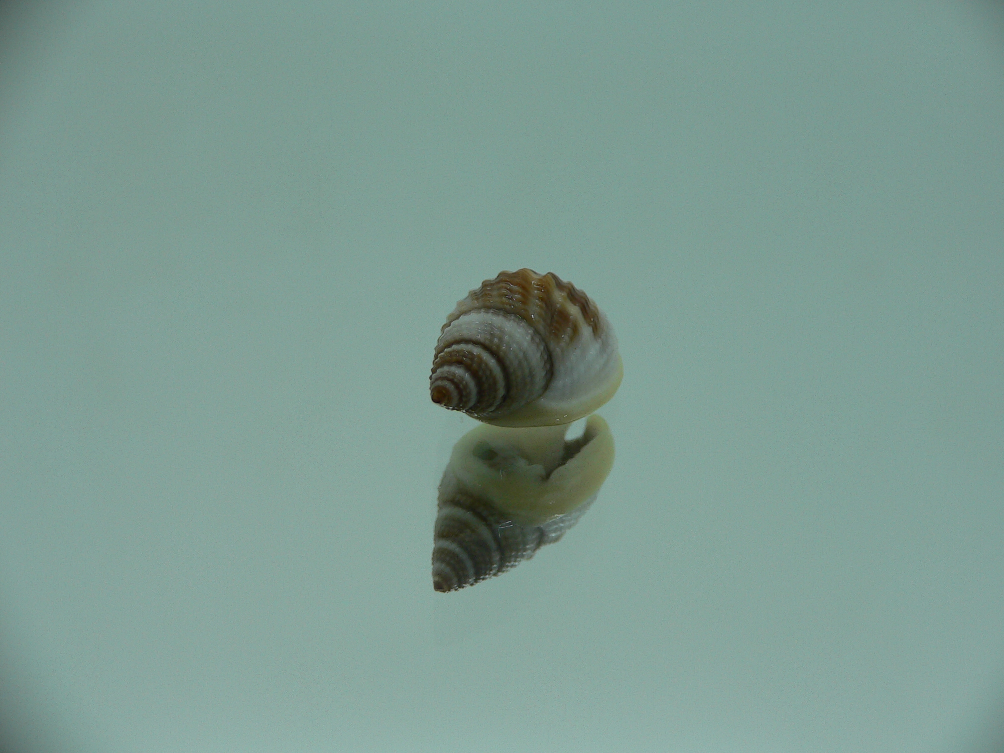 Nassarius elegantissimus  IDEAL