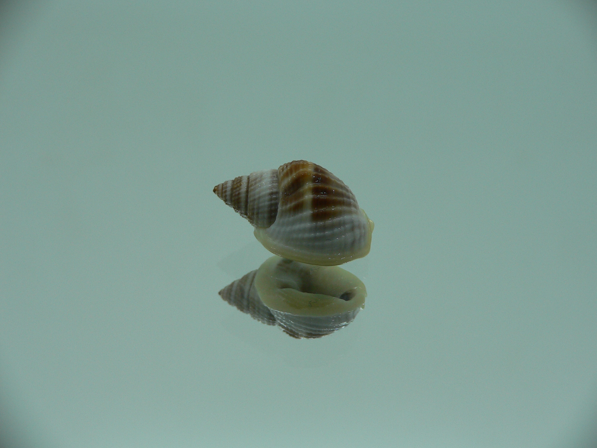 Nassarius elegantissimus  IDEAL