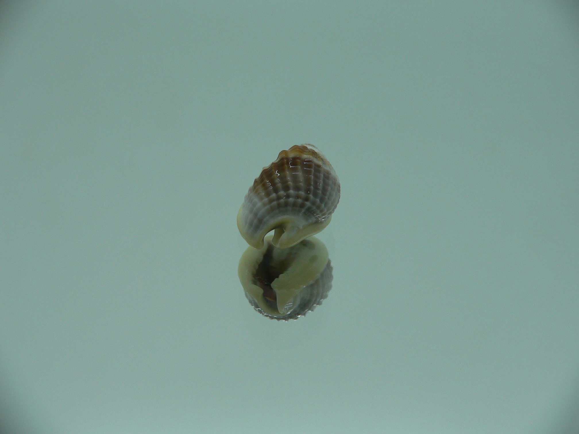Nassarius elegantissimus  IDEAL