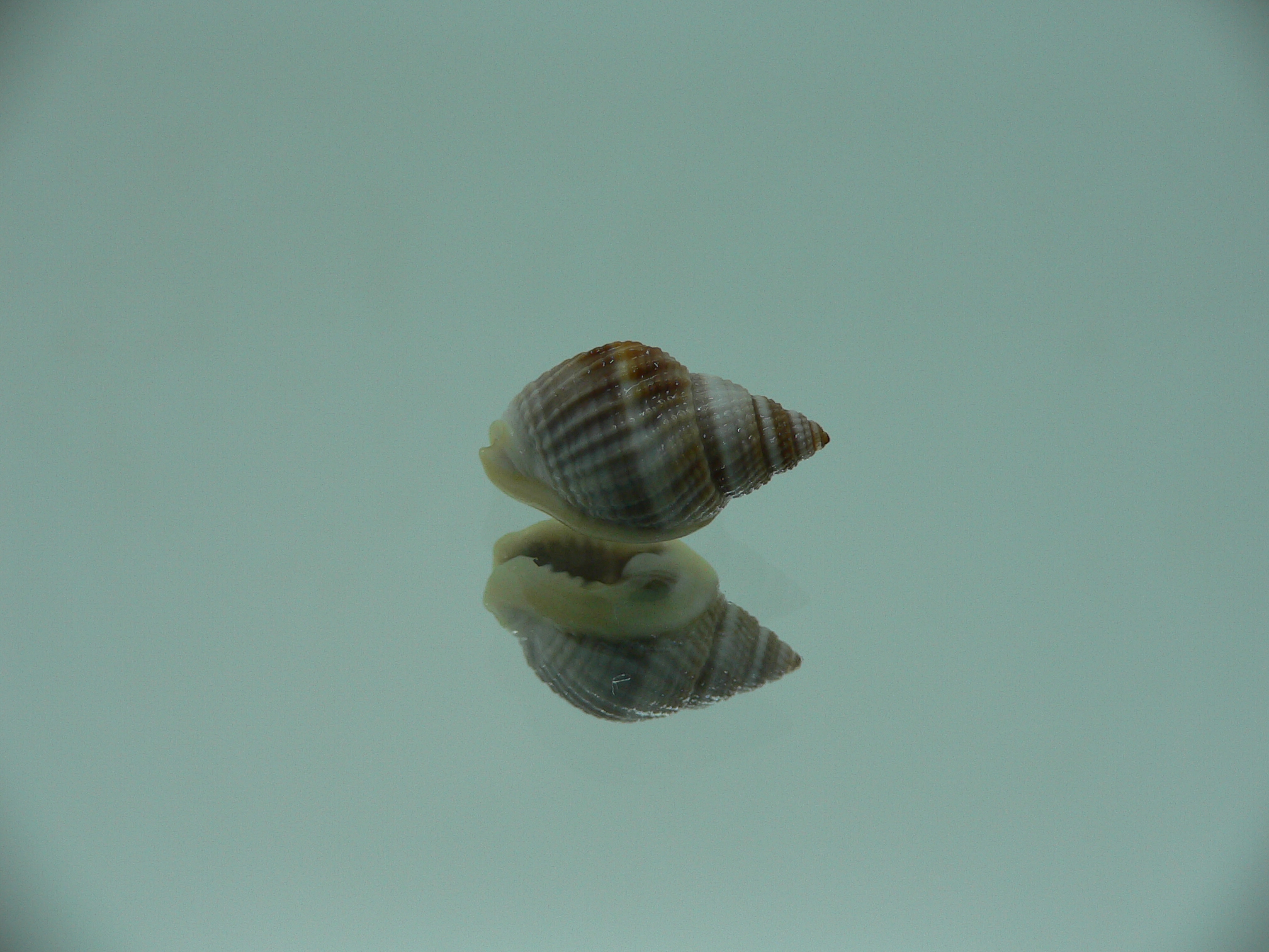 Nassarius elegantissimus  IDEAL