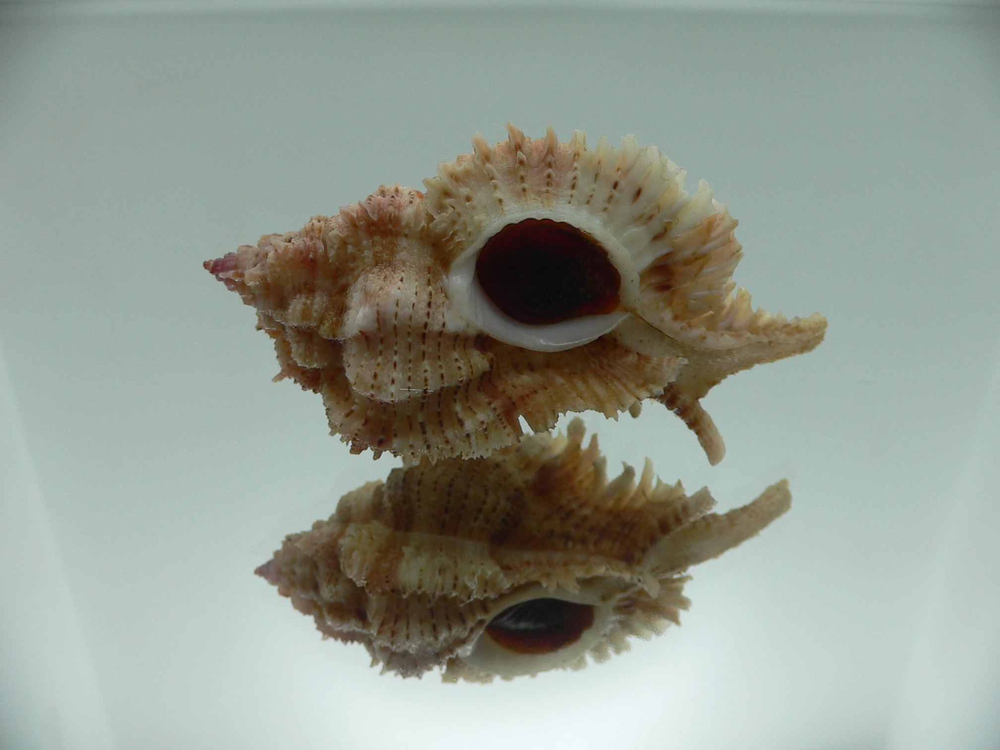 Chicomurex superbus BIG ARISTOCRAT