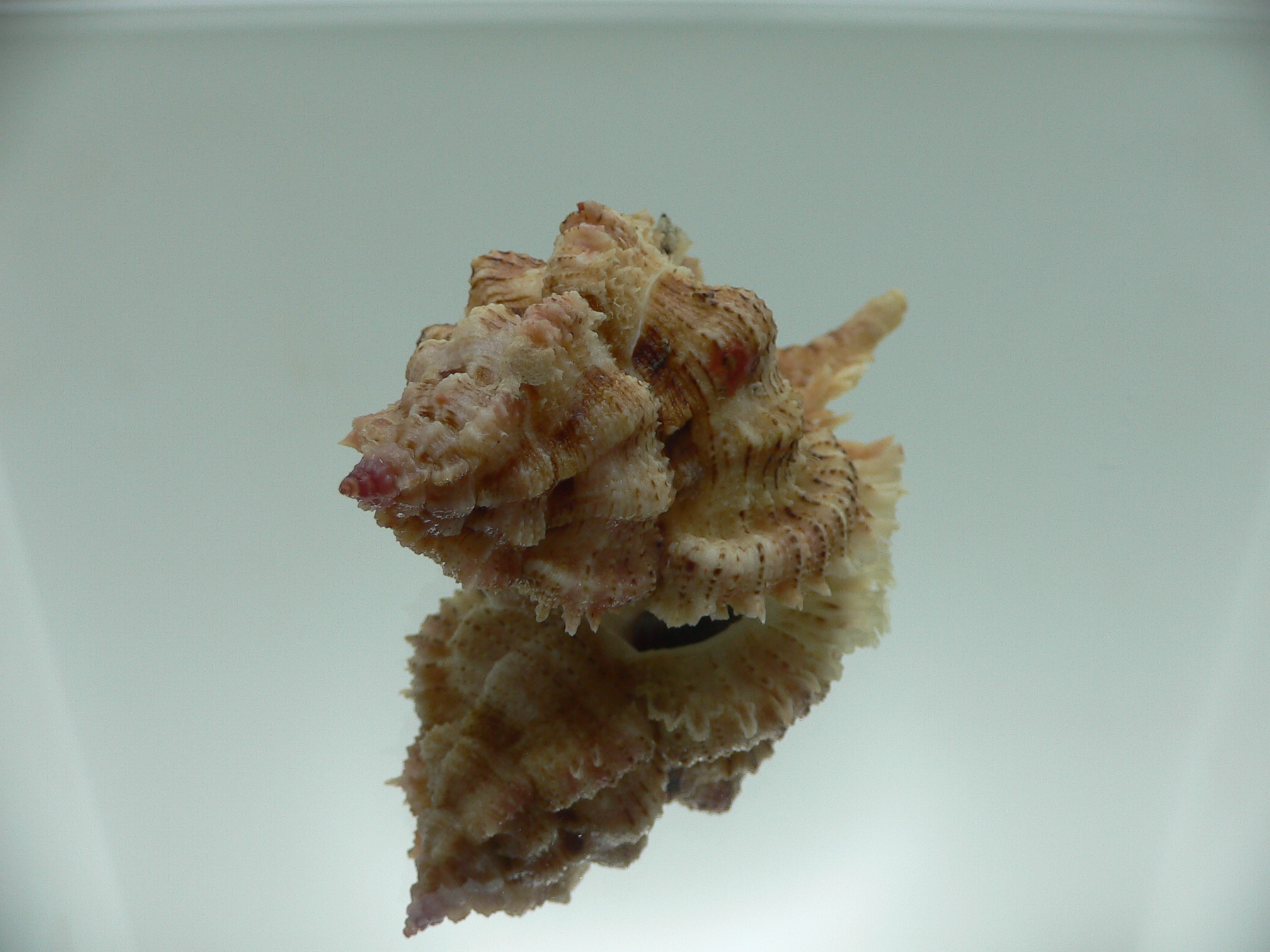 Chicomurex superbus BIG ARISTOCRAT