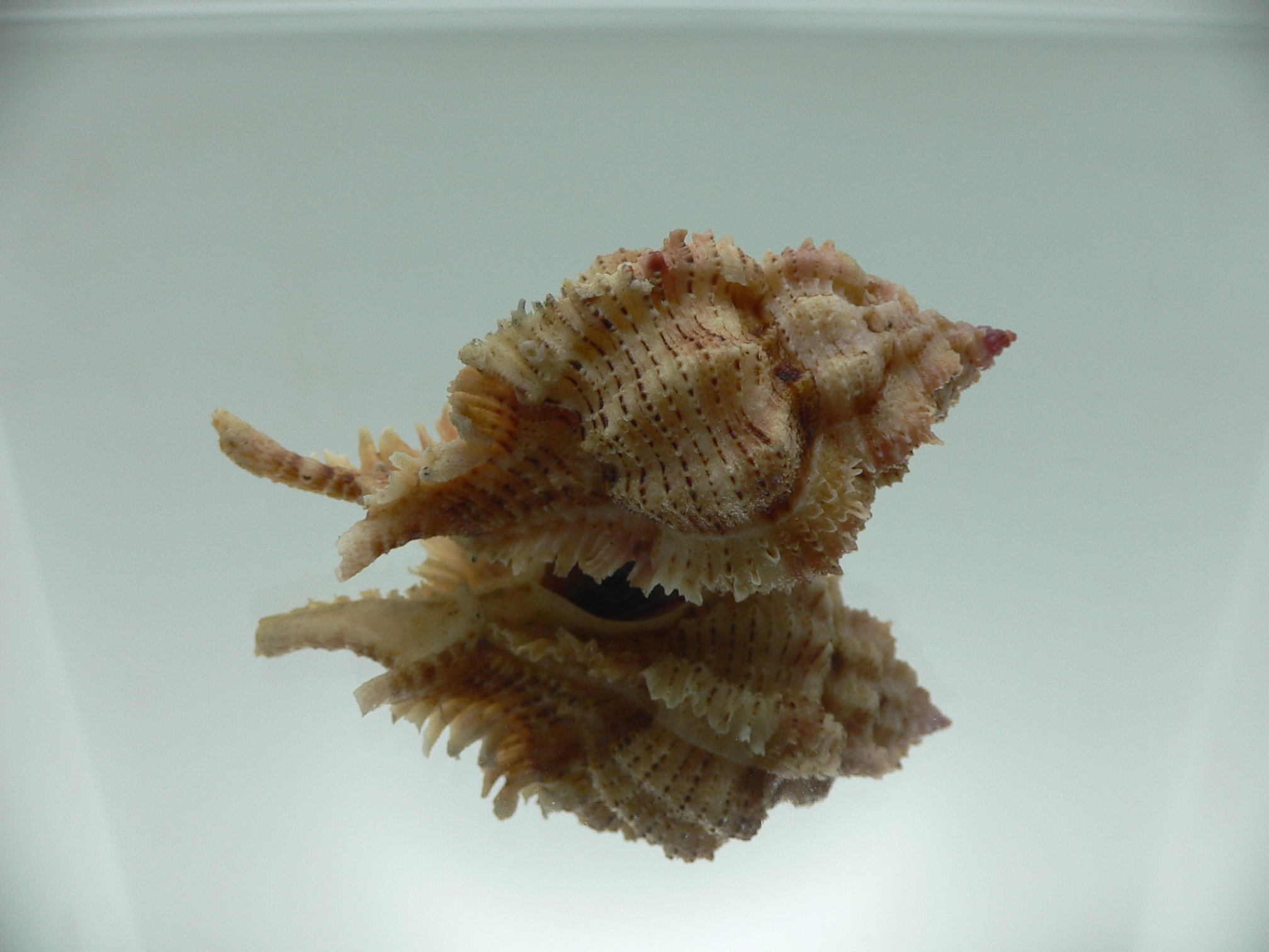 Chicomurex superbus BIG ARISTOCRAT