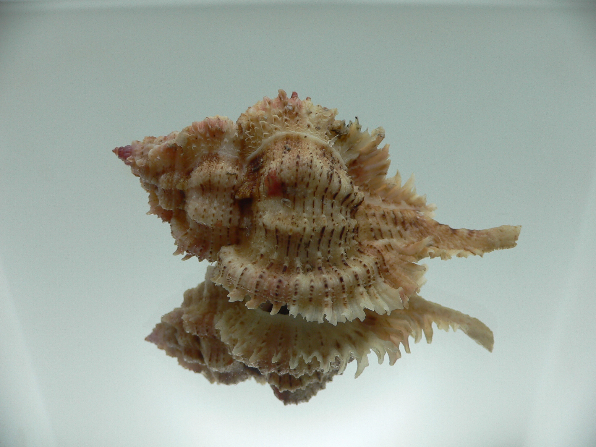 Chicomurex superbus BIG ARISTOCRAT