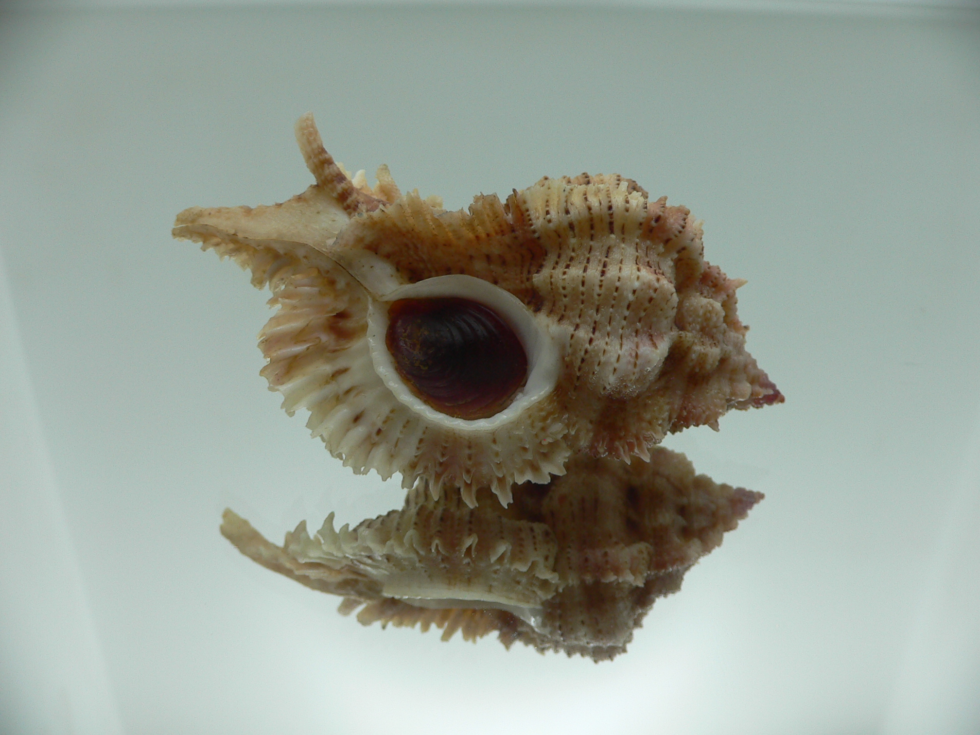 Chicomurex superbus BIG ARISTOCRAT