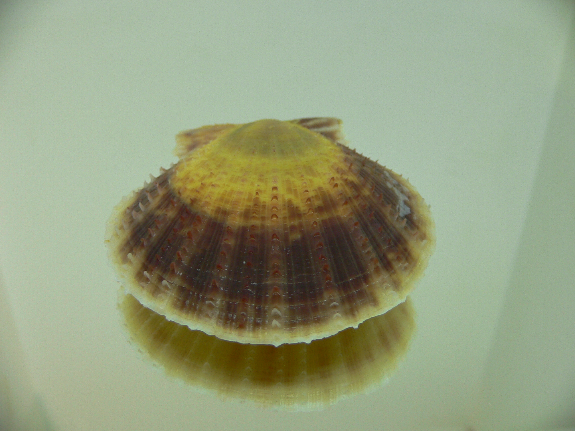 Laevichlamys squamosa BIG & BICOLOR