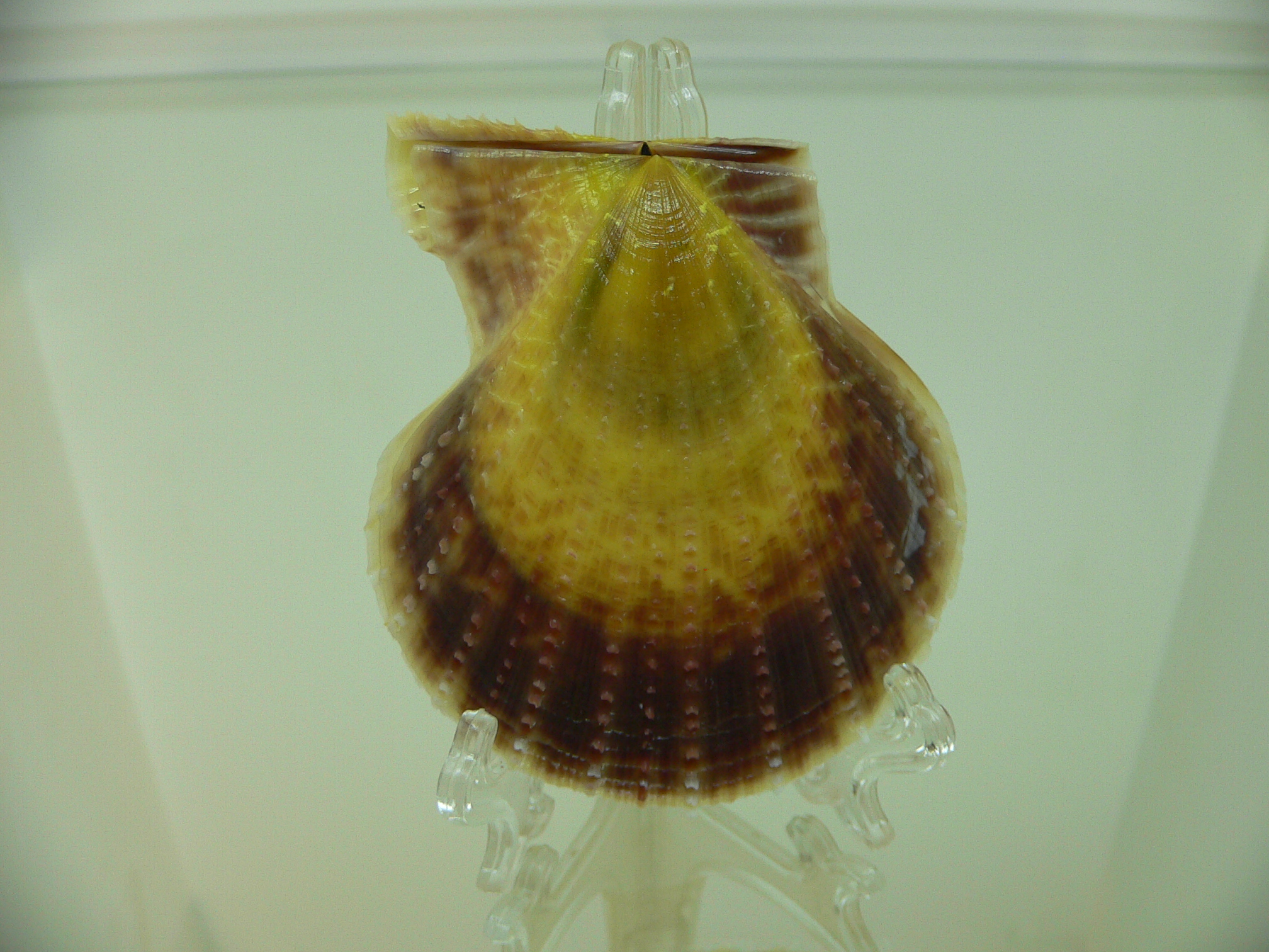 Laevichlamys squamosa BIG & BICOLOR