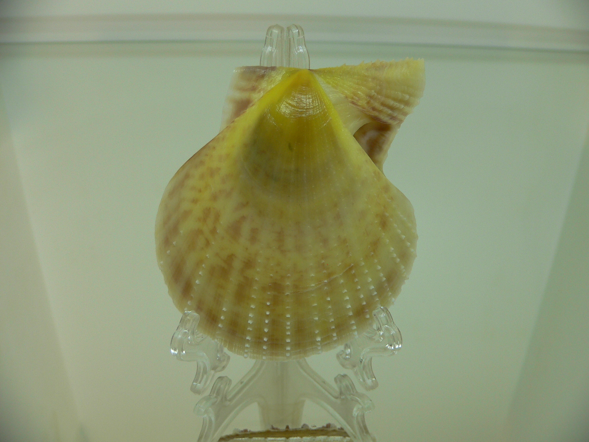 Laevichlamys squamosa BIG & BICOLOR