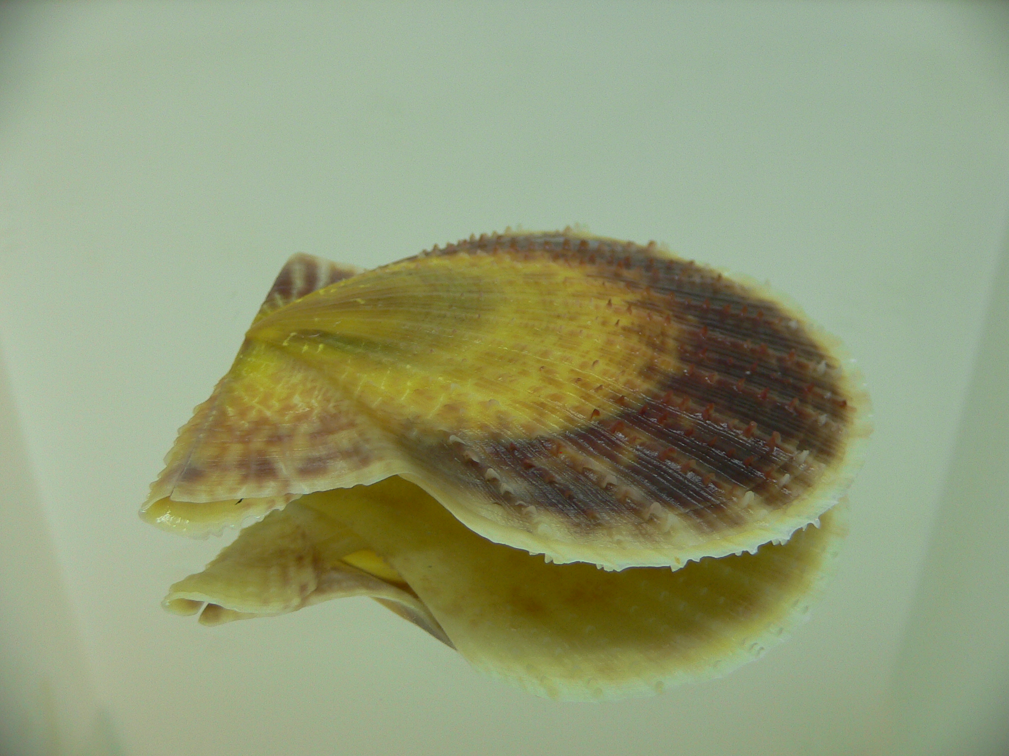 Laevichlamys squamosa BIG & BICOLOR