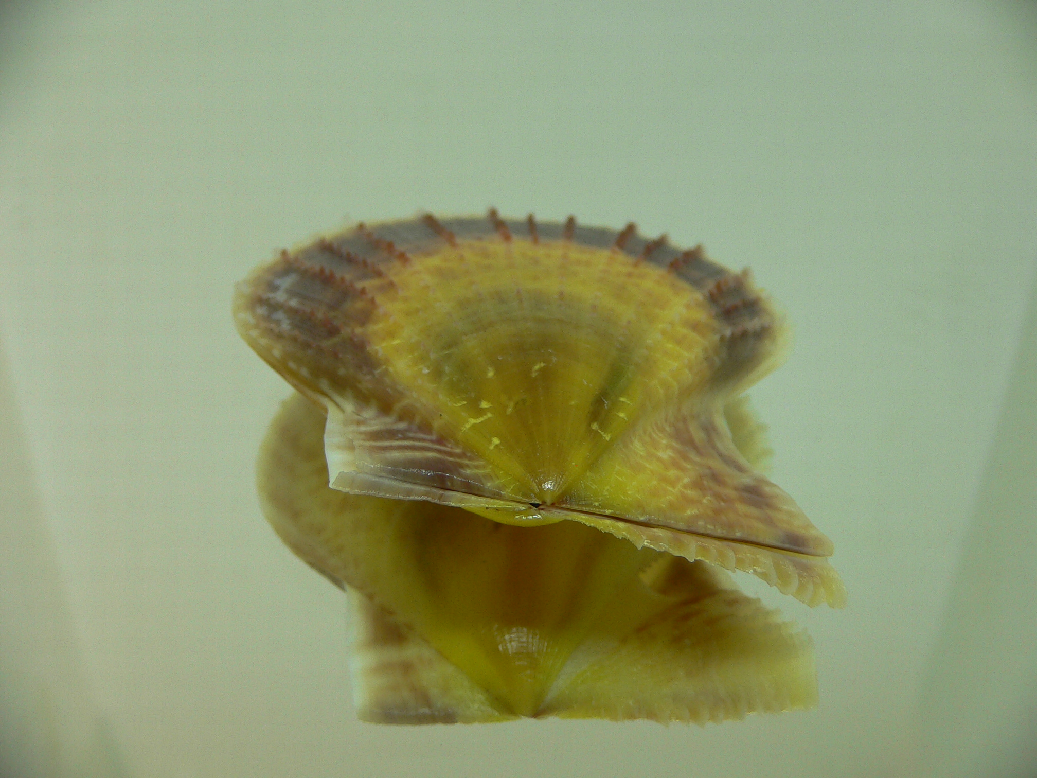 Laevichlamys squamosa BIG & BICOLOR
