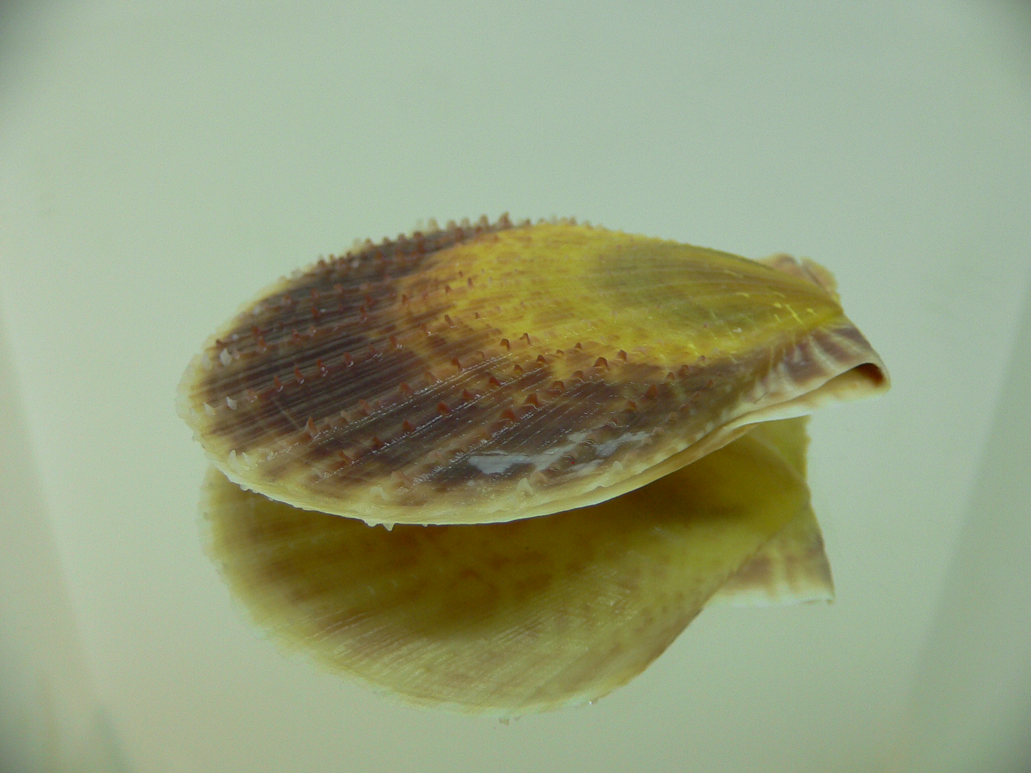 Laevichlamys squamosa BIG & BICOLOR