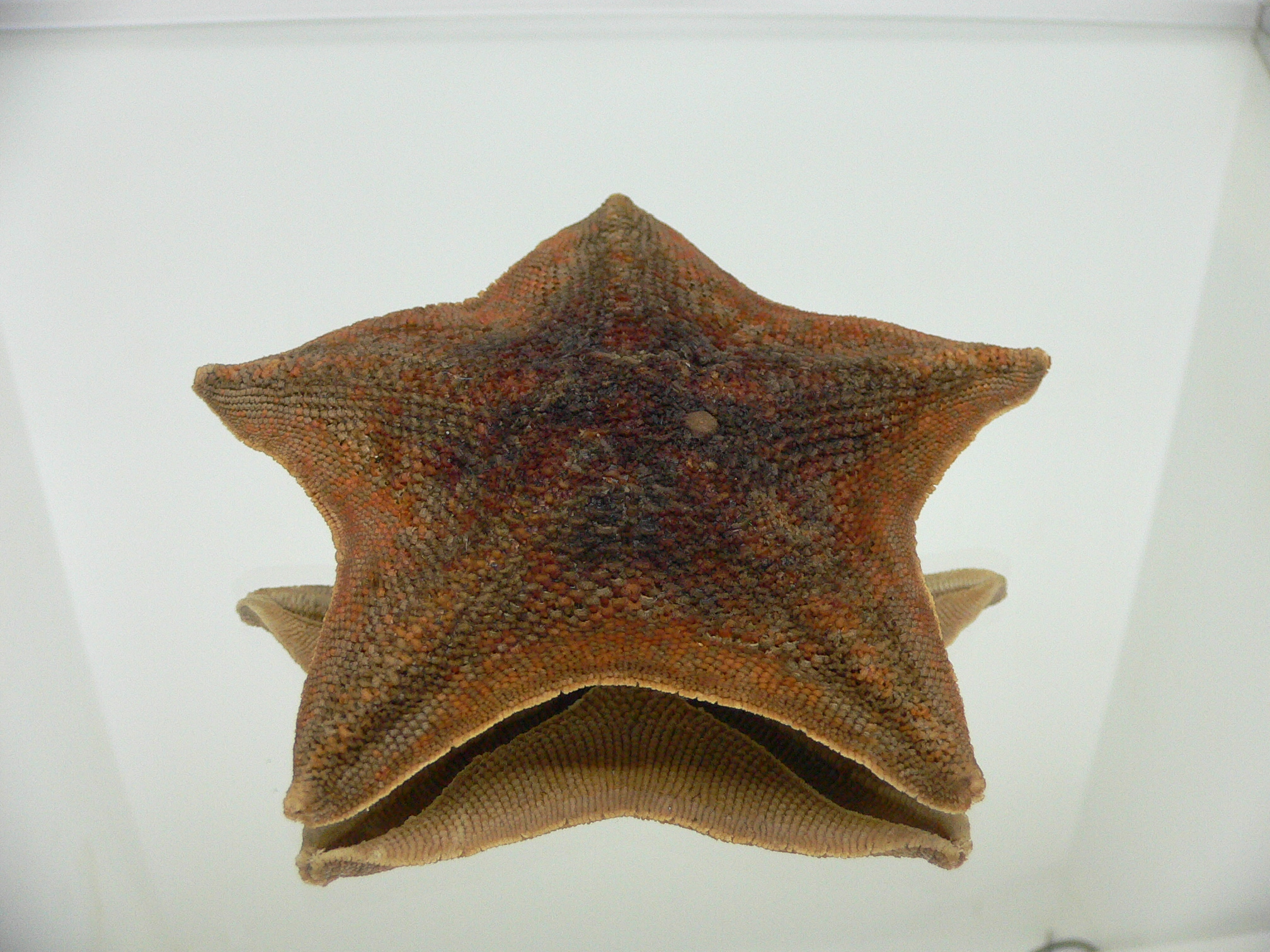 Patiria pectinifera 11