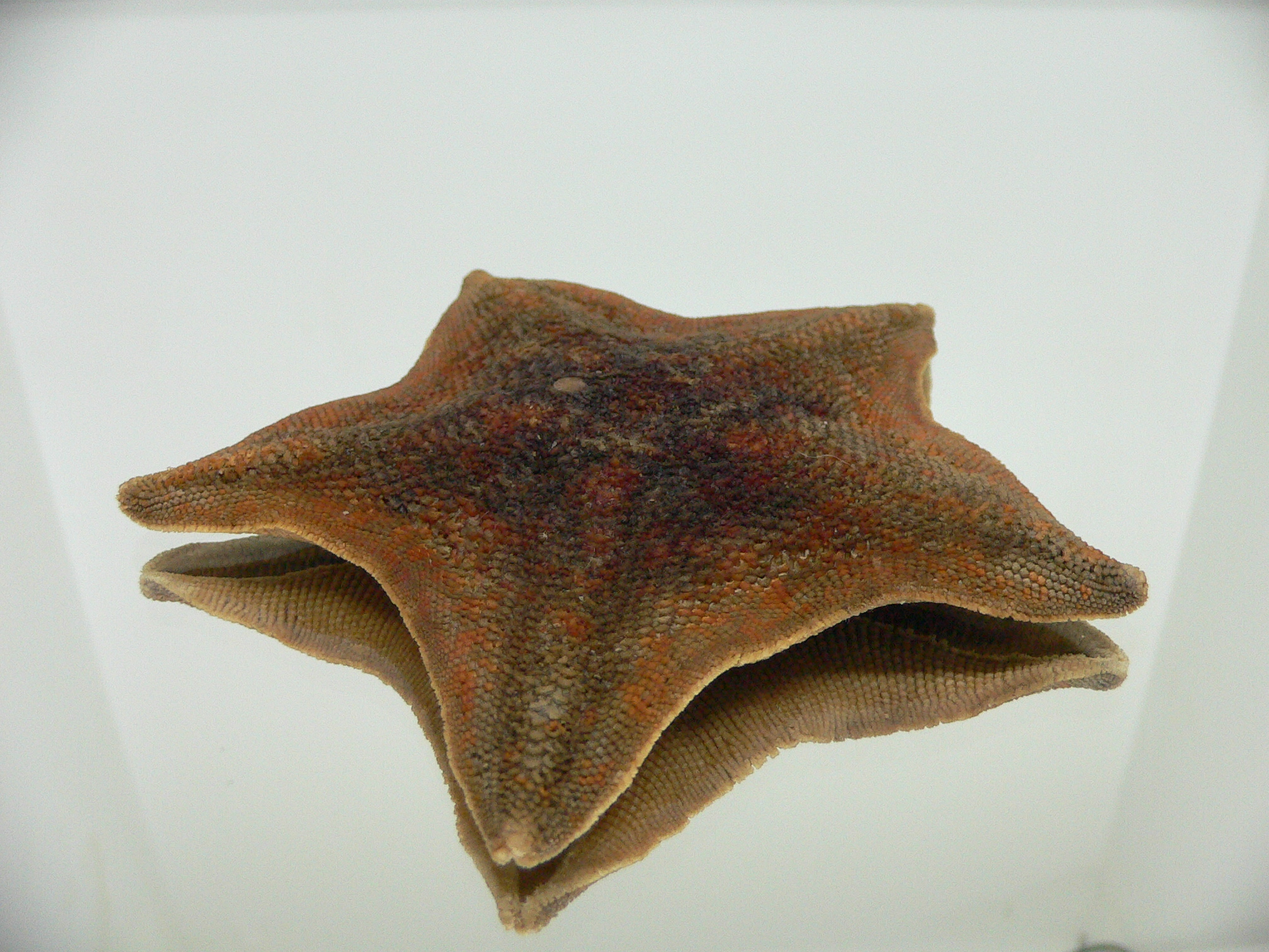 Patiria pectinifera 11