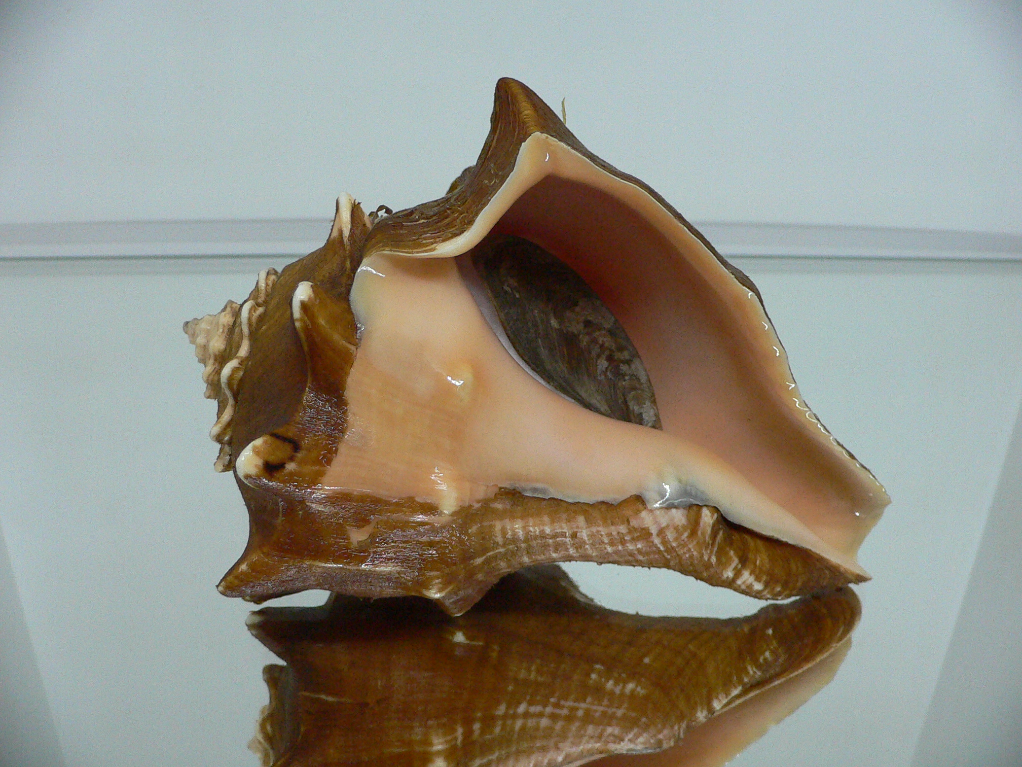 Volegalea carnaria VERY BIG & CROWN