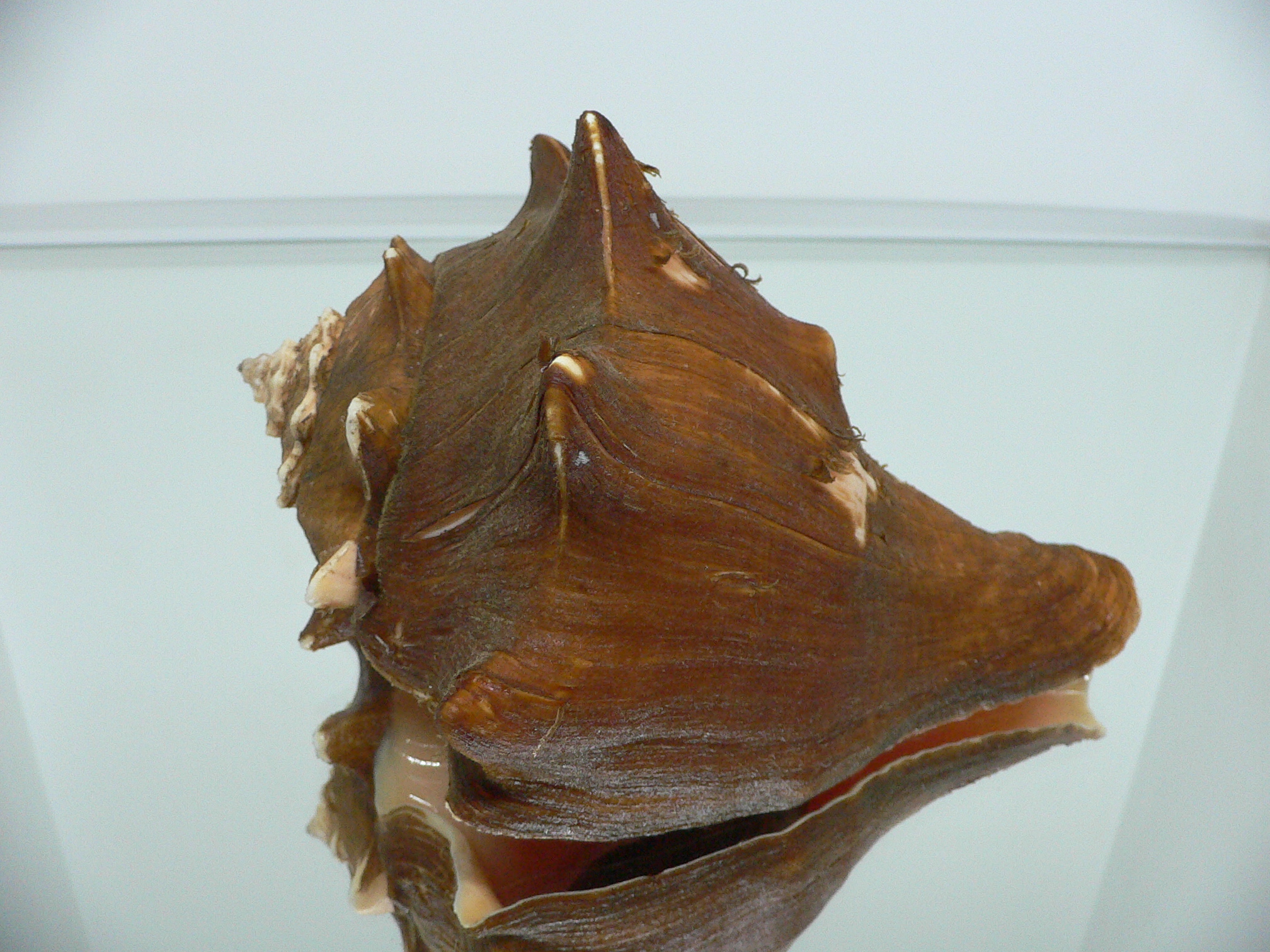 Volegalea carnaria VERY BIG & CROWN