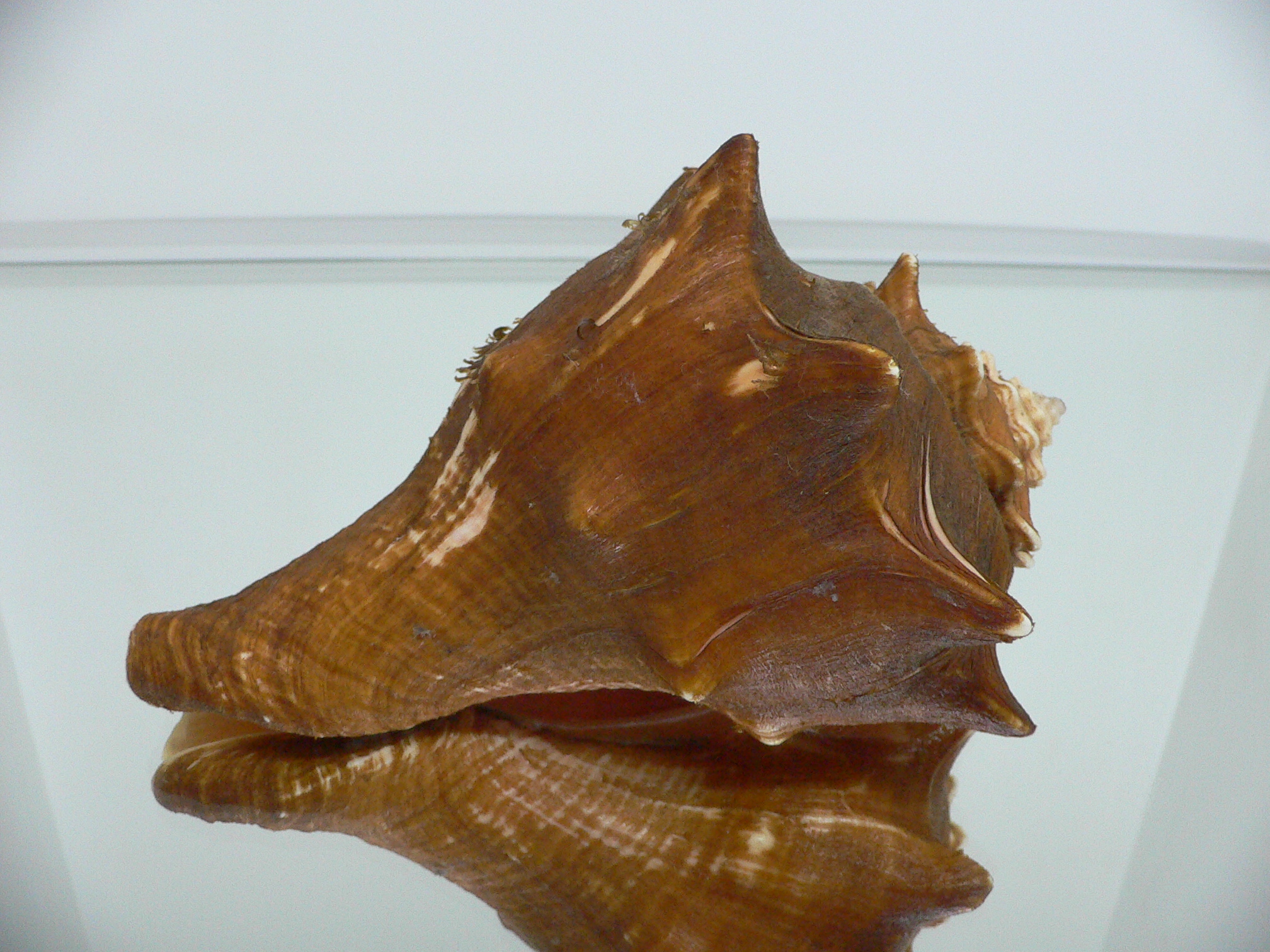 Volegalea carnaria VERY BIG & CROWN