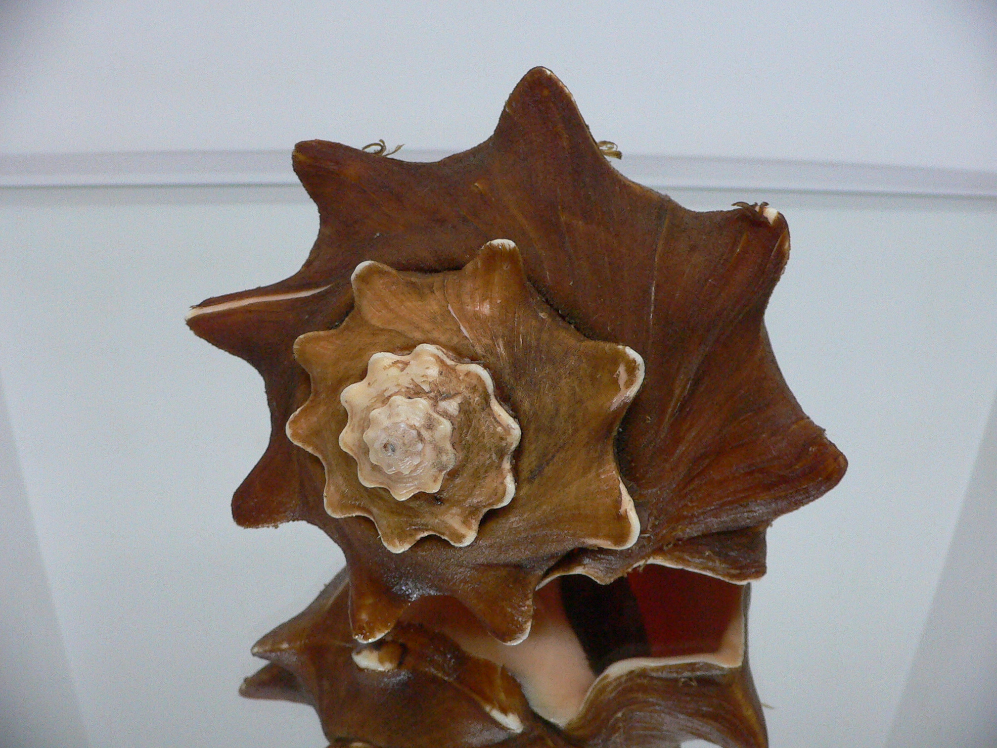 Volegalea carnaria VERY BIG & CROWN