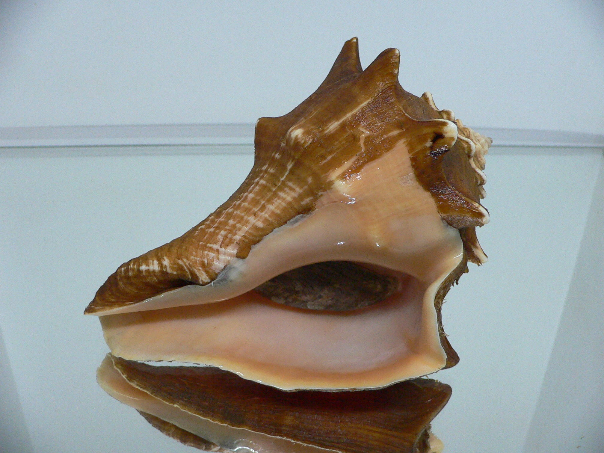 Volegalea carnaria VERY BIG & CROWN