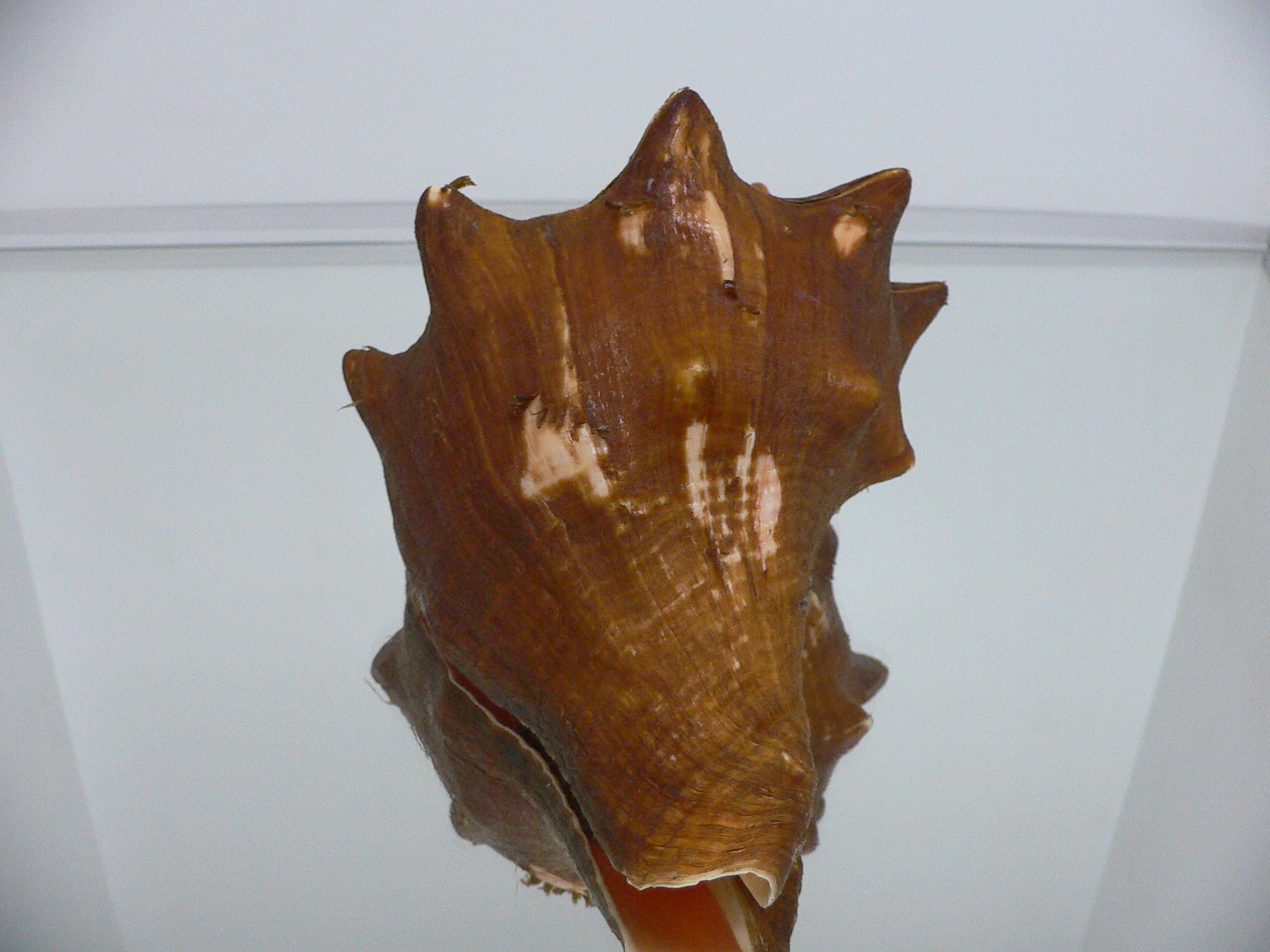 Volegalea carnaria VERY BIG & CROWN