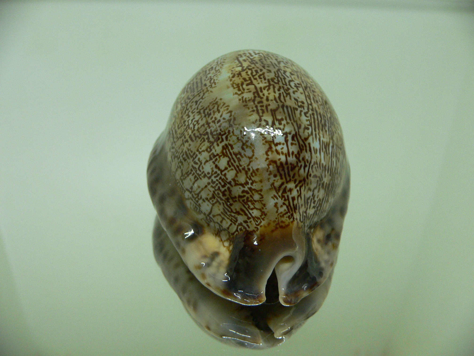 Cypraea arabica asiatica gibba (var.) GOOD SISE