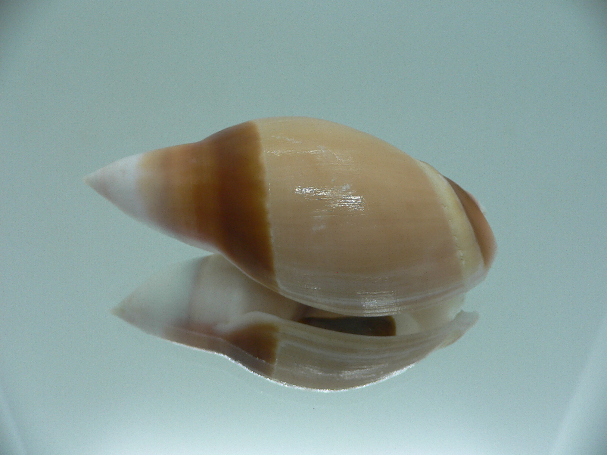 Amalda rubiginosa albocallosa PINK